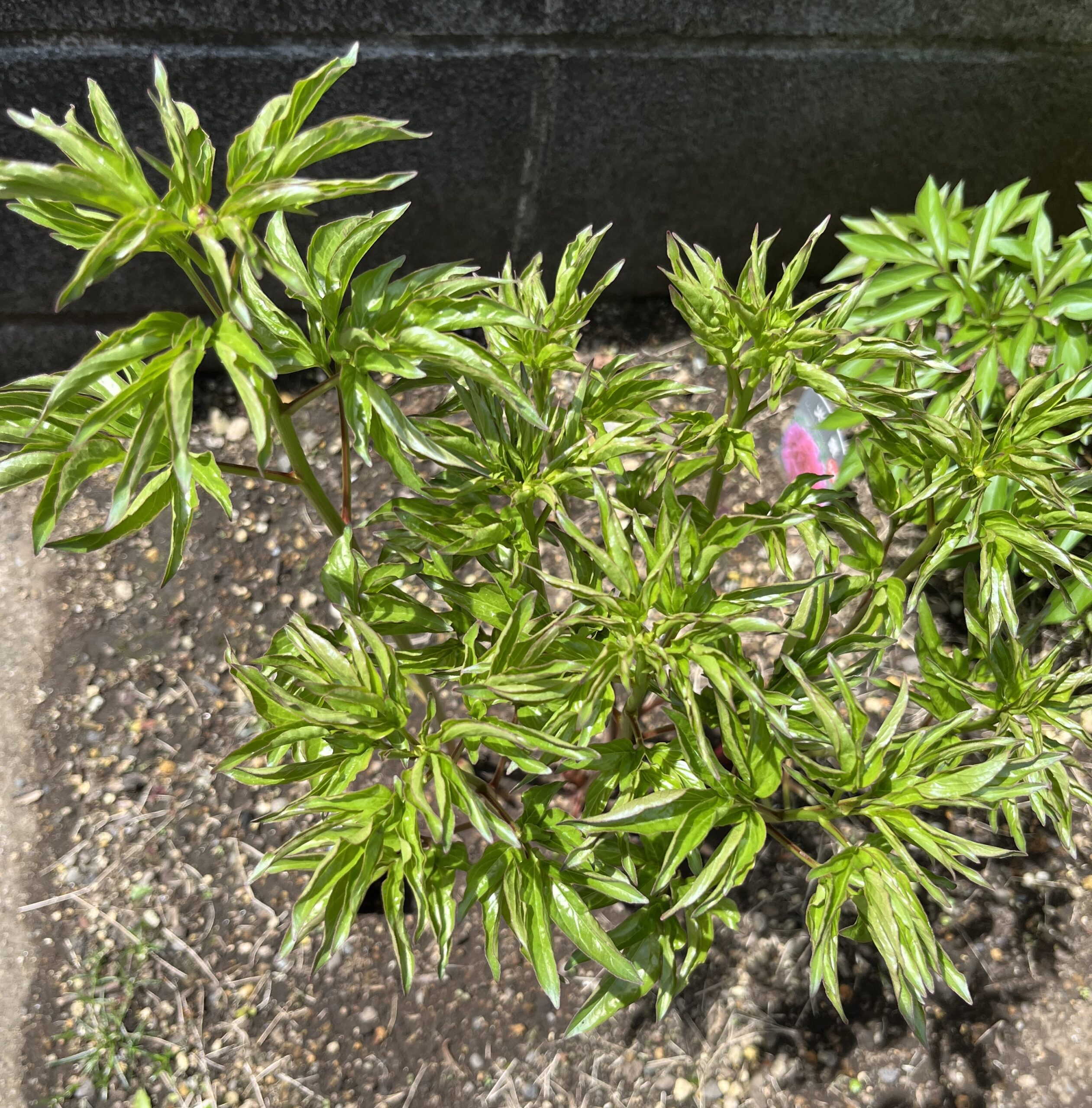 撮影：2026.4.11（土）