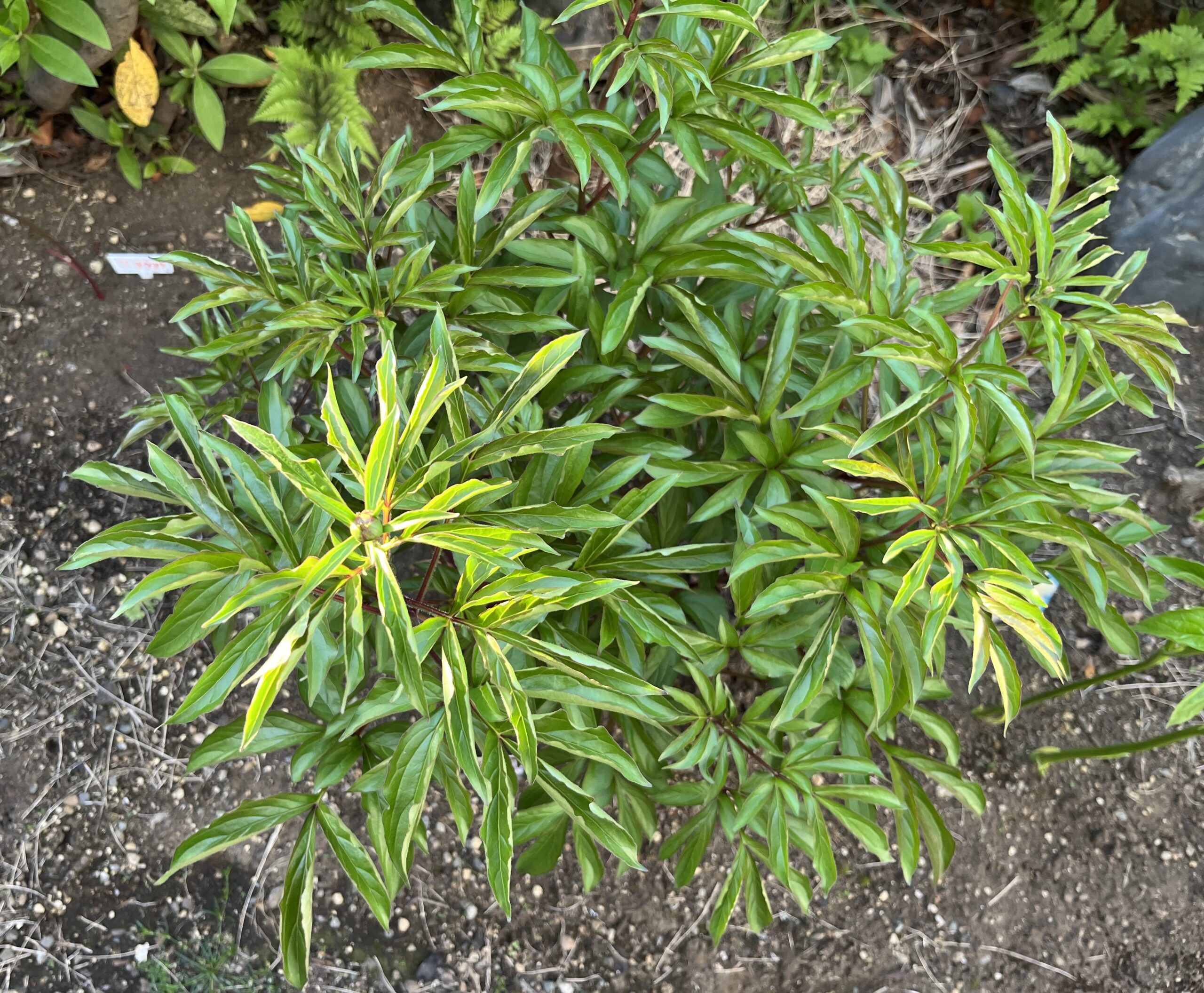 撮影：2026.4.11（土）