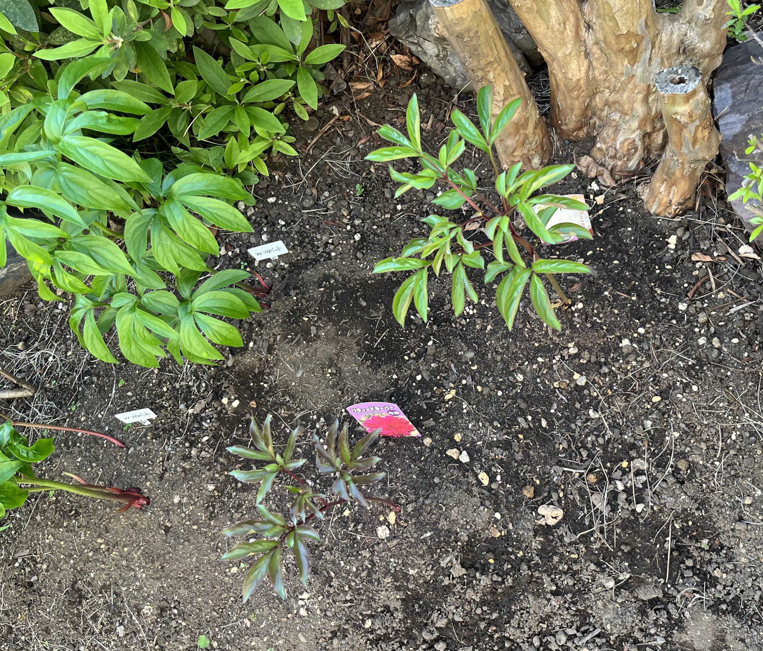 撮影：2026.4.12（日）