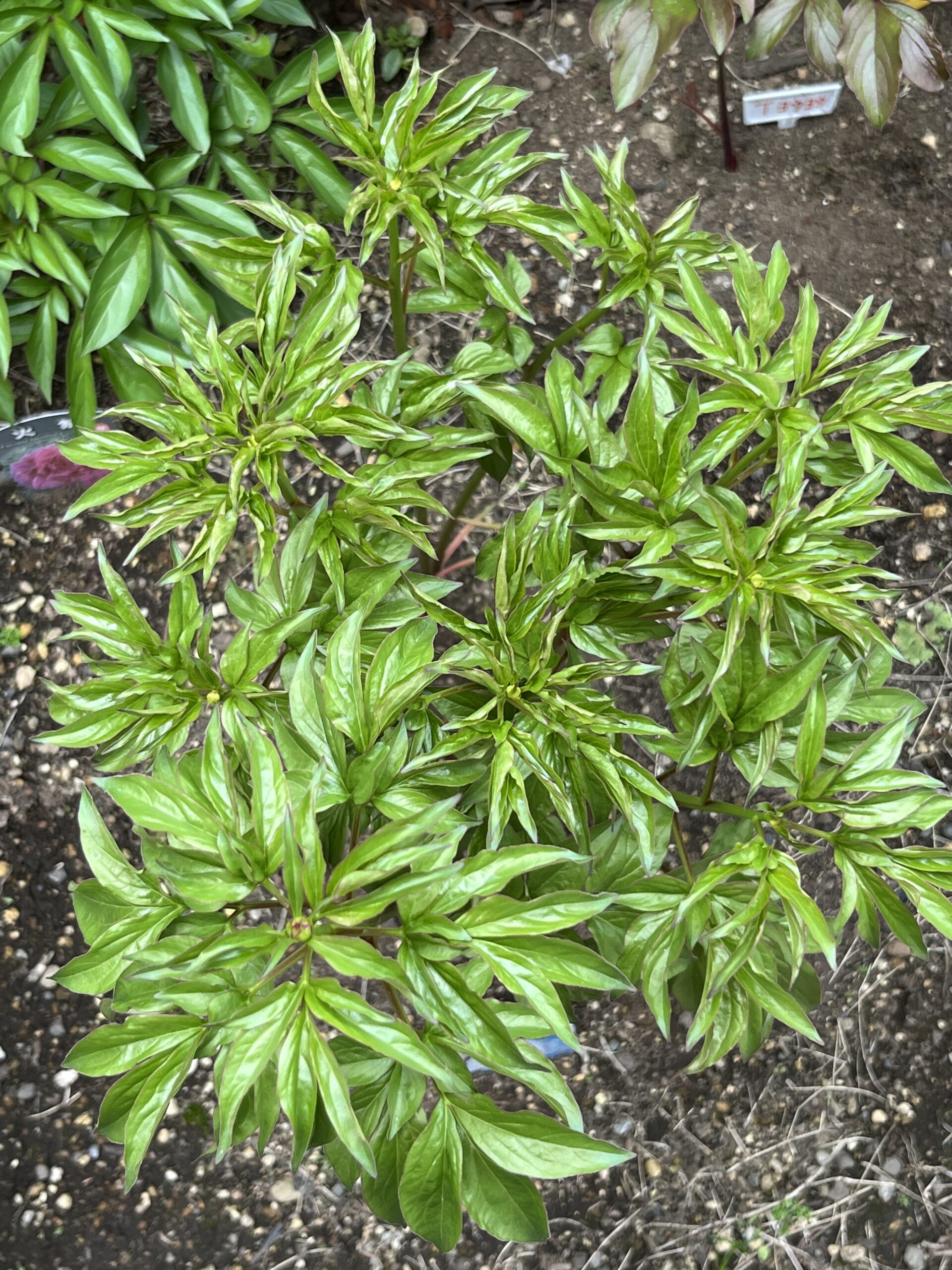 撮影：2026.4.13（月）