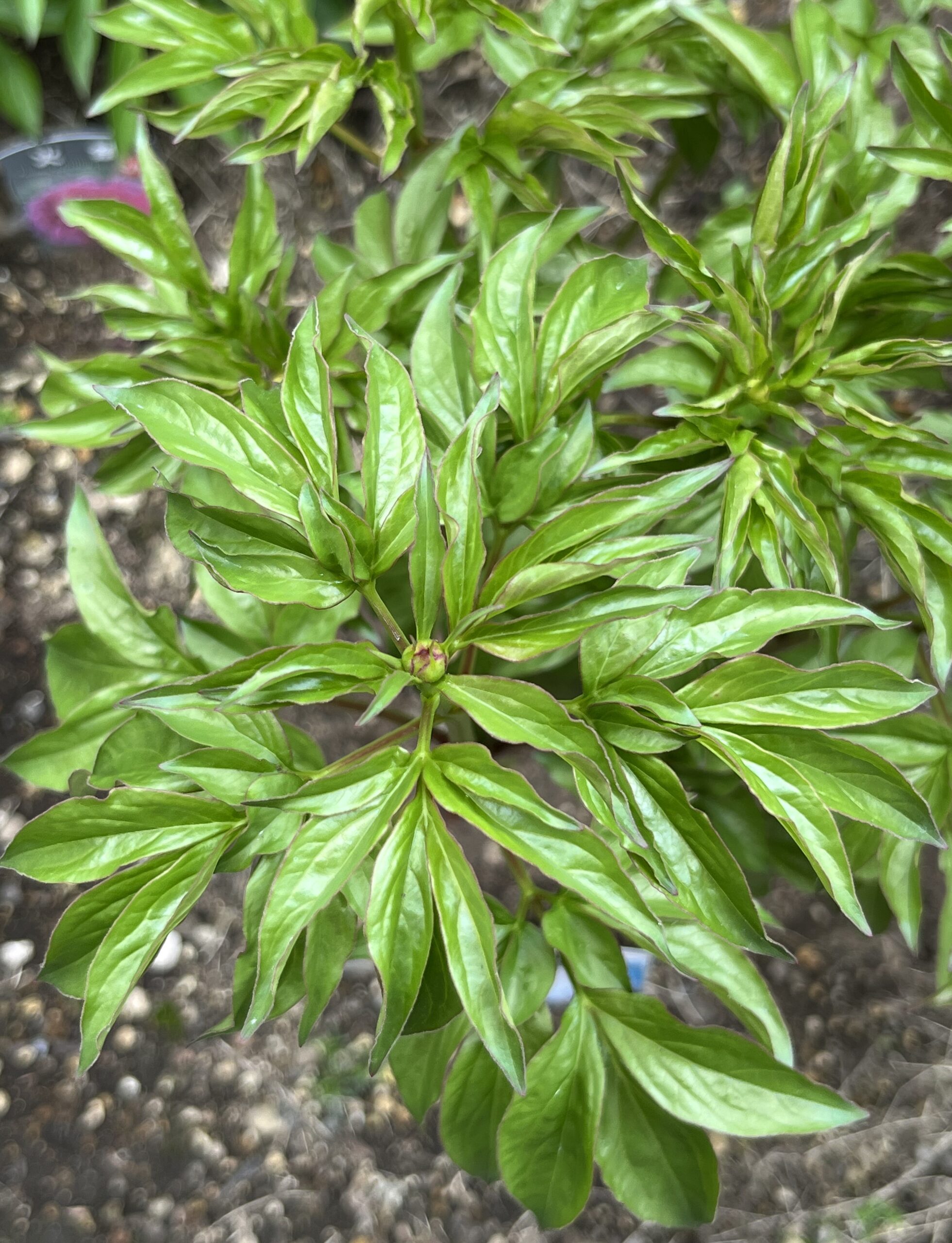 撮影：2026.4.13（月）