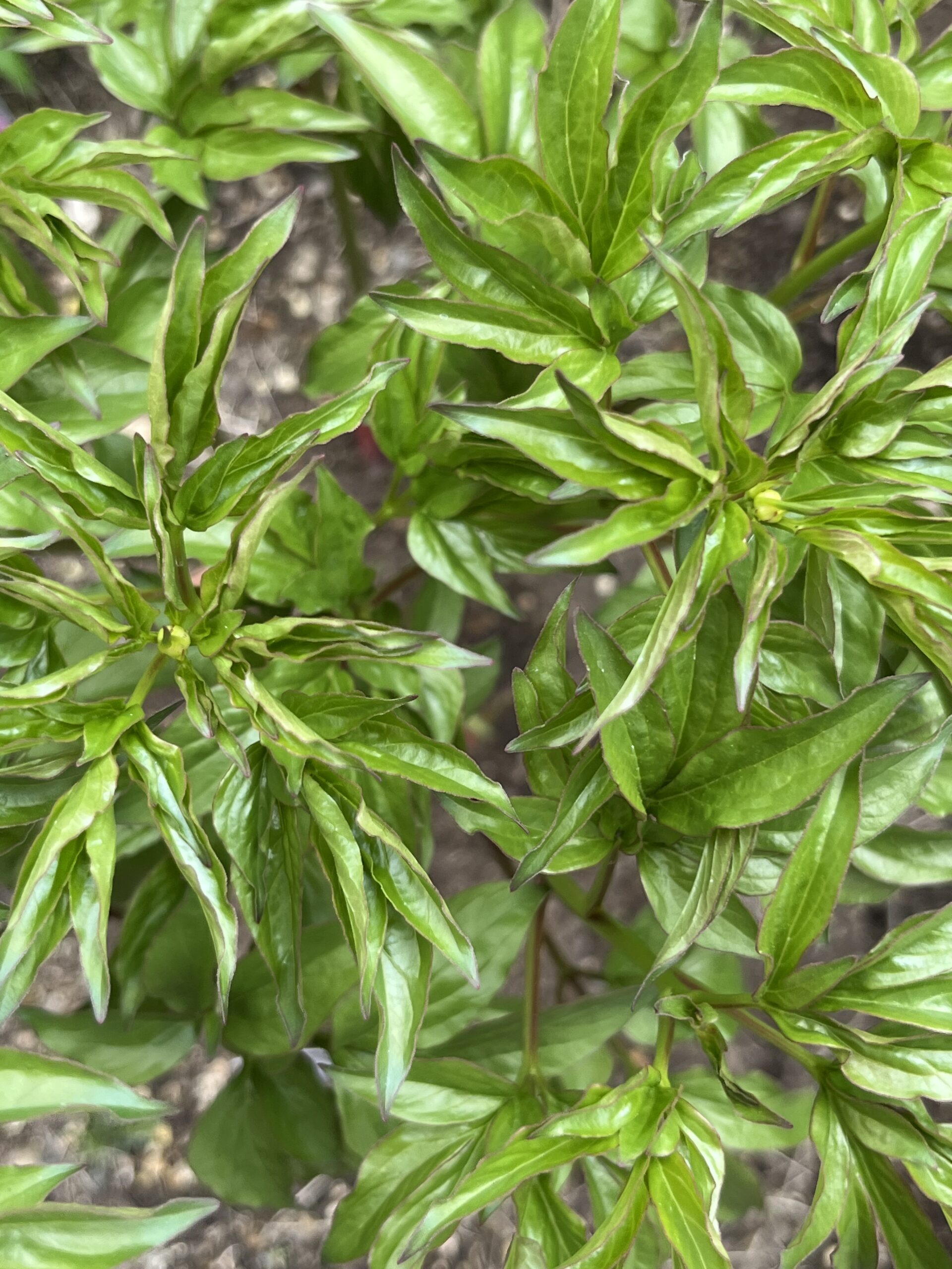 撮影：2026.4.13（月）