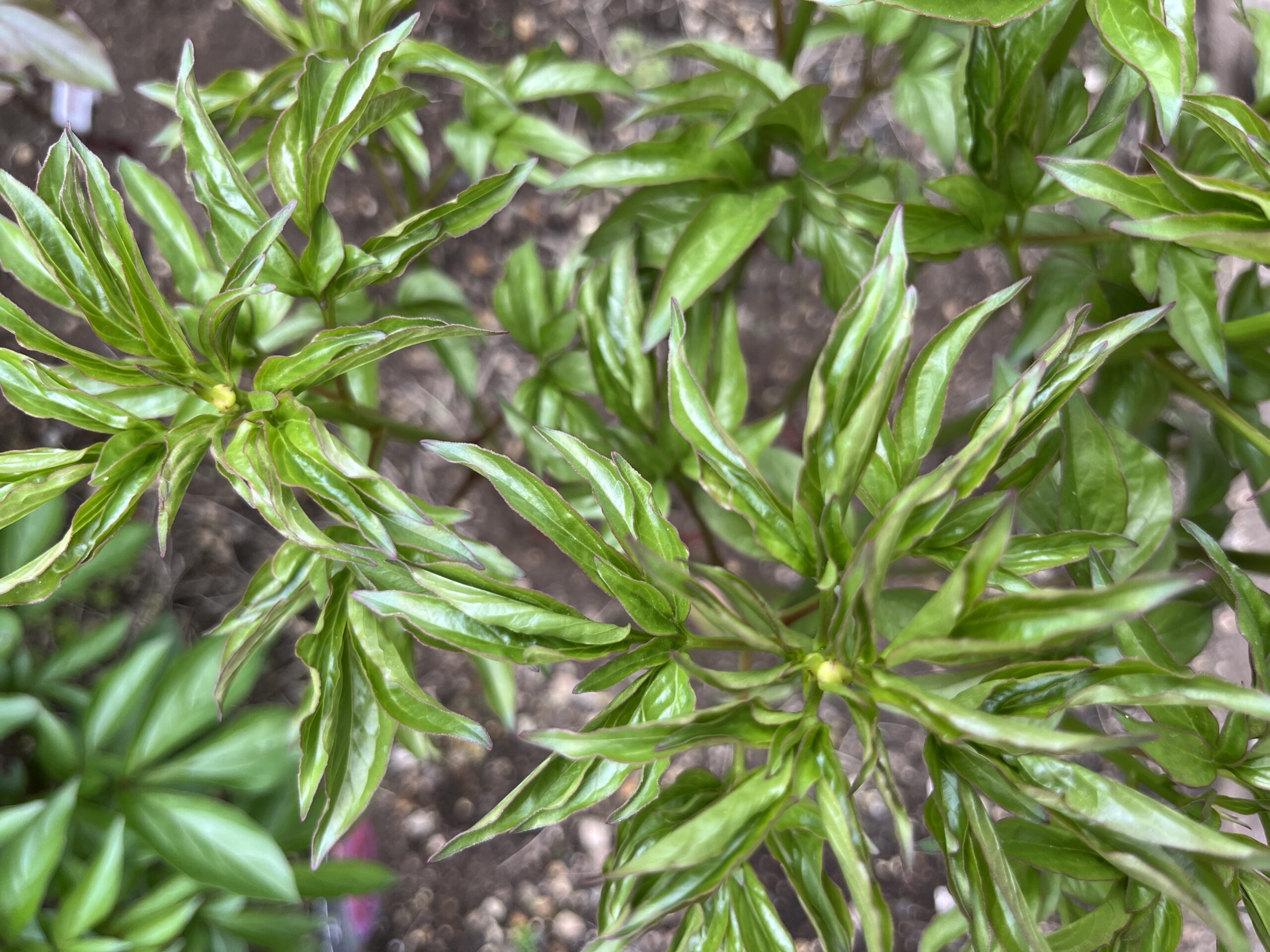 撮影：2026.4.13（月）