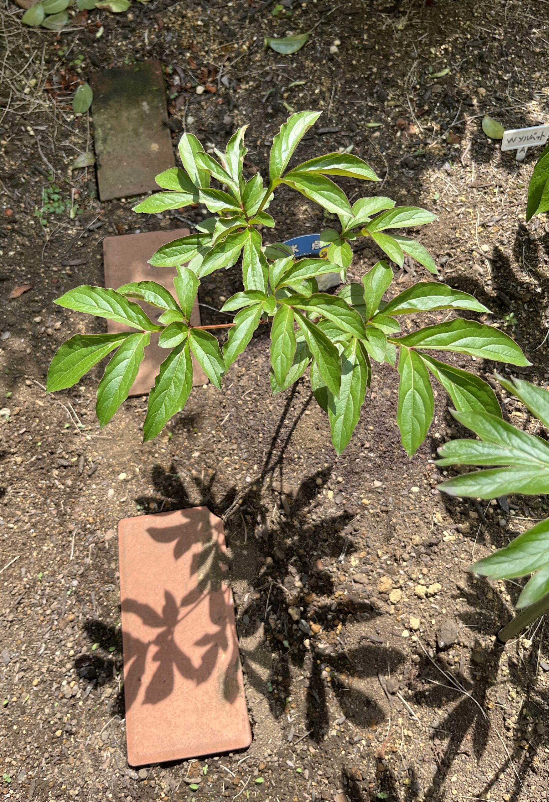 撮影：2026.4.14（火）