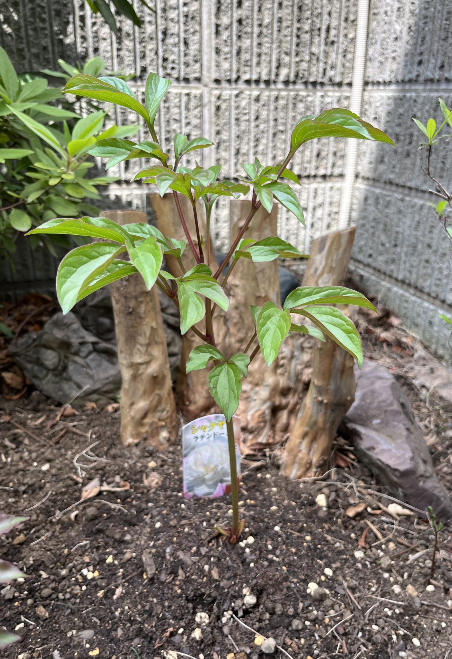 撮影：2026.4.14（火）