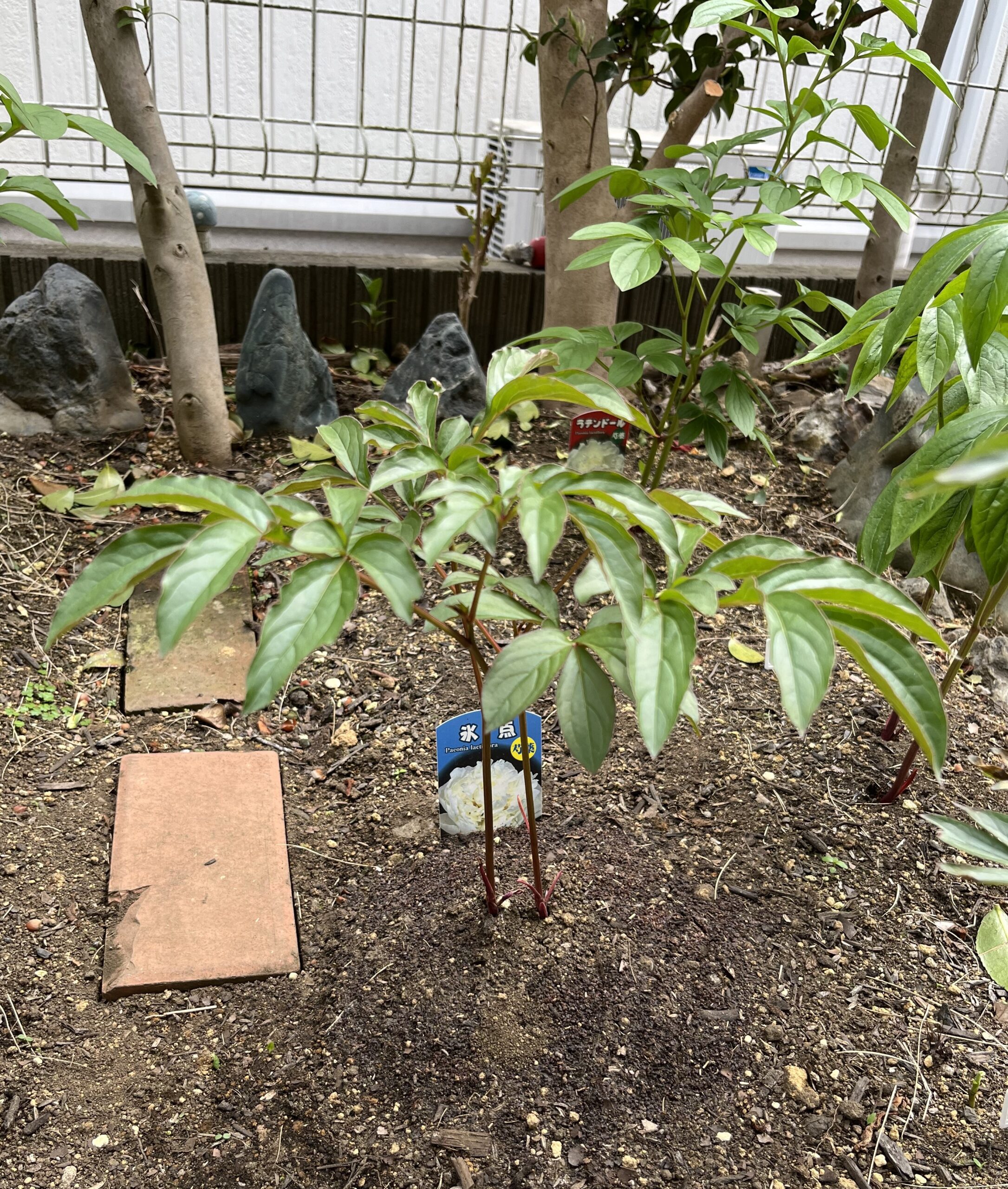 撮影：2026.4.14（火）