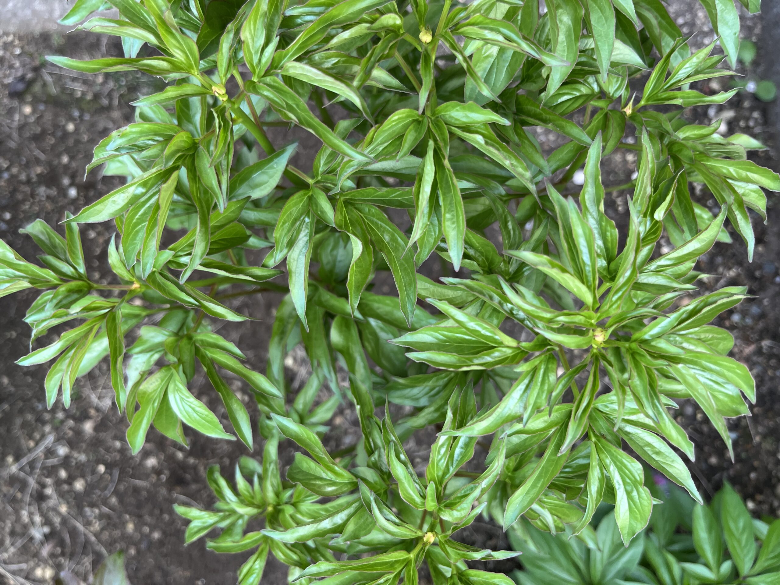 撮影：2026.4.14（火）