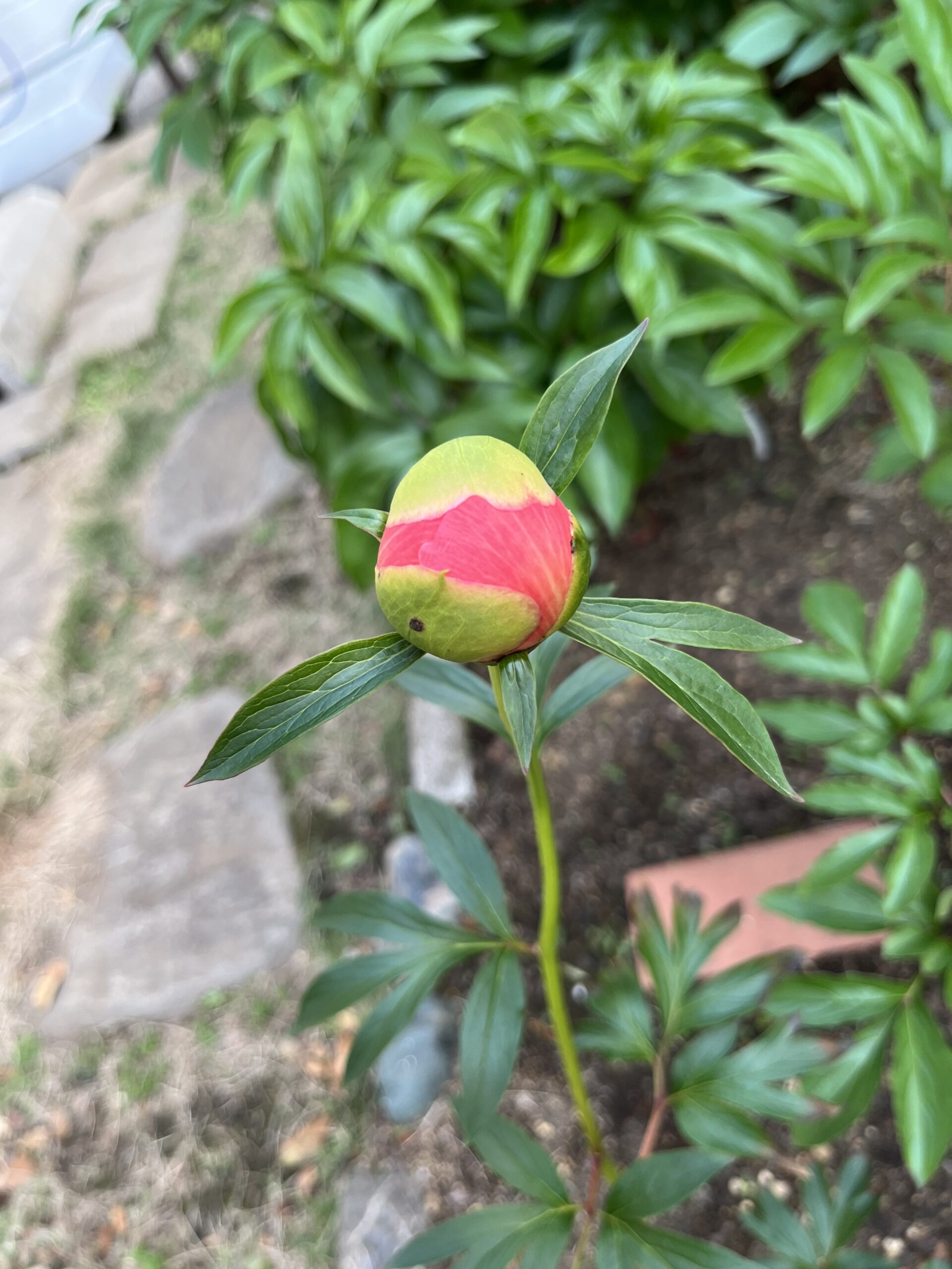 撮影：2026.4.26（日）