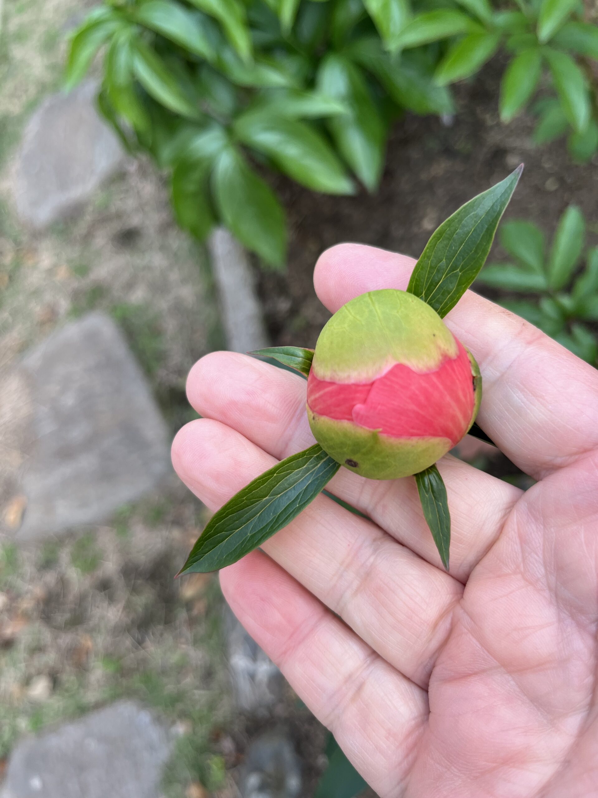 撮影：2026.4.26（日）