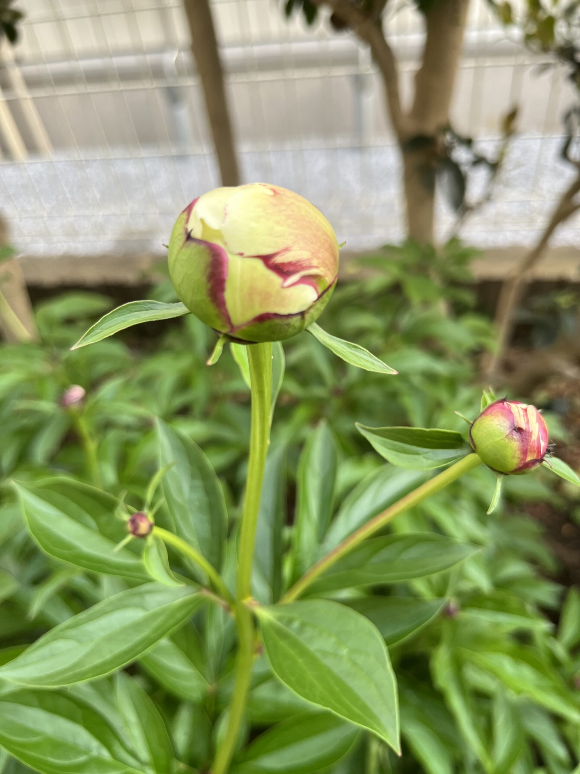 撮影：2026.4.26（日）