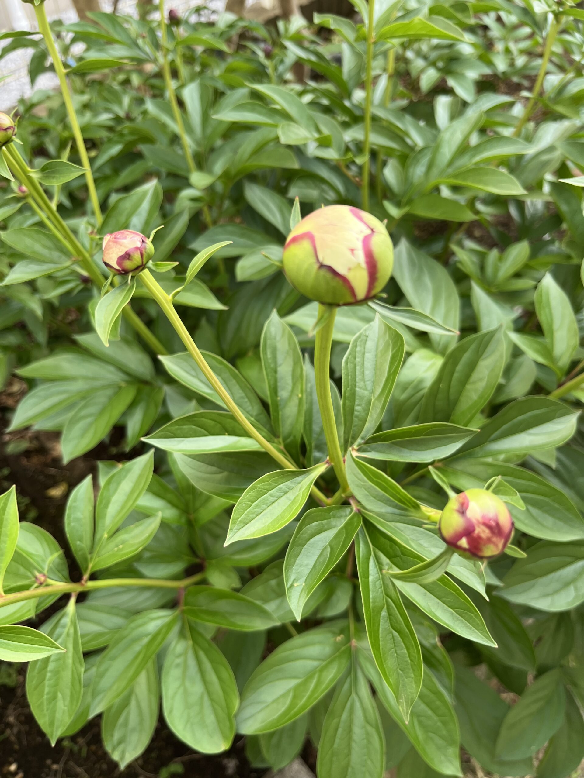 撮影：2026.4.26（日）