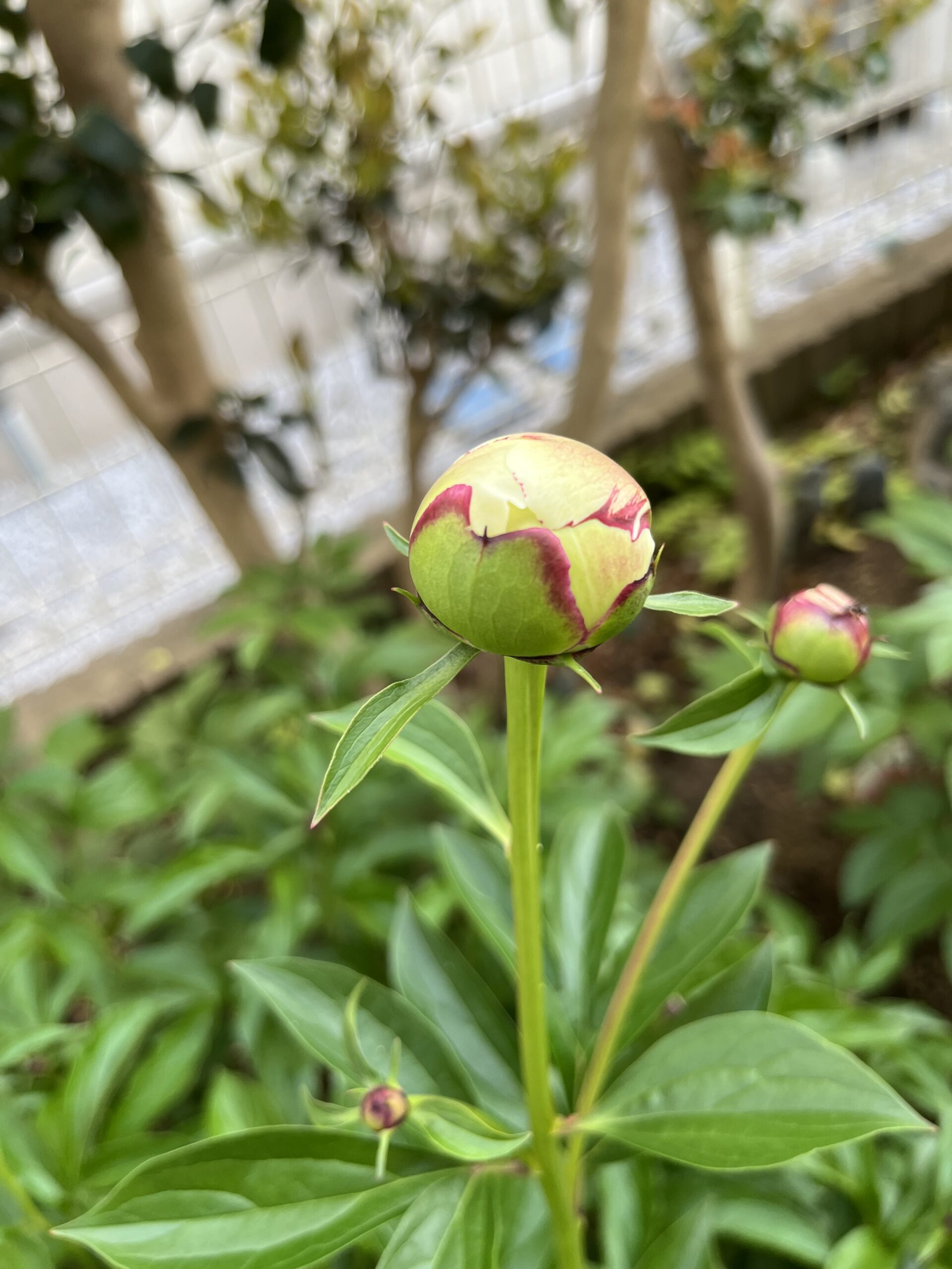 撮影：2026.4.26（日）