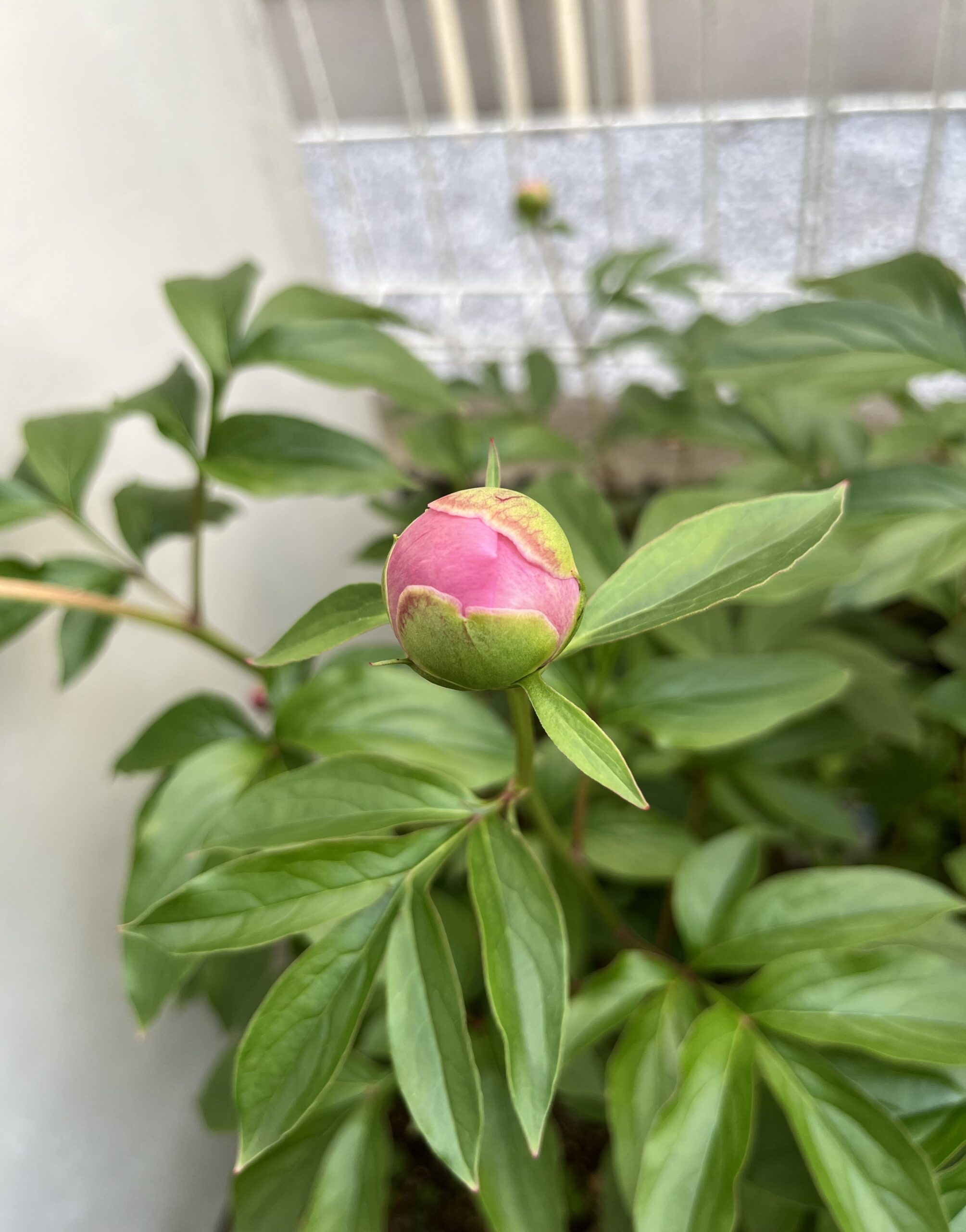 撮影：2026.4.26（日）