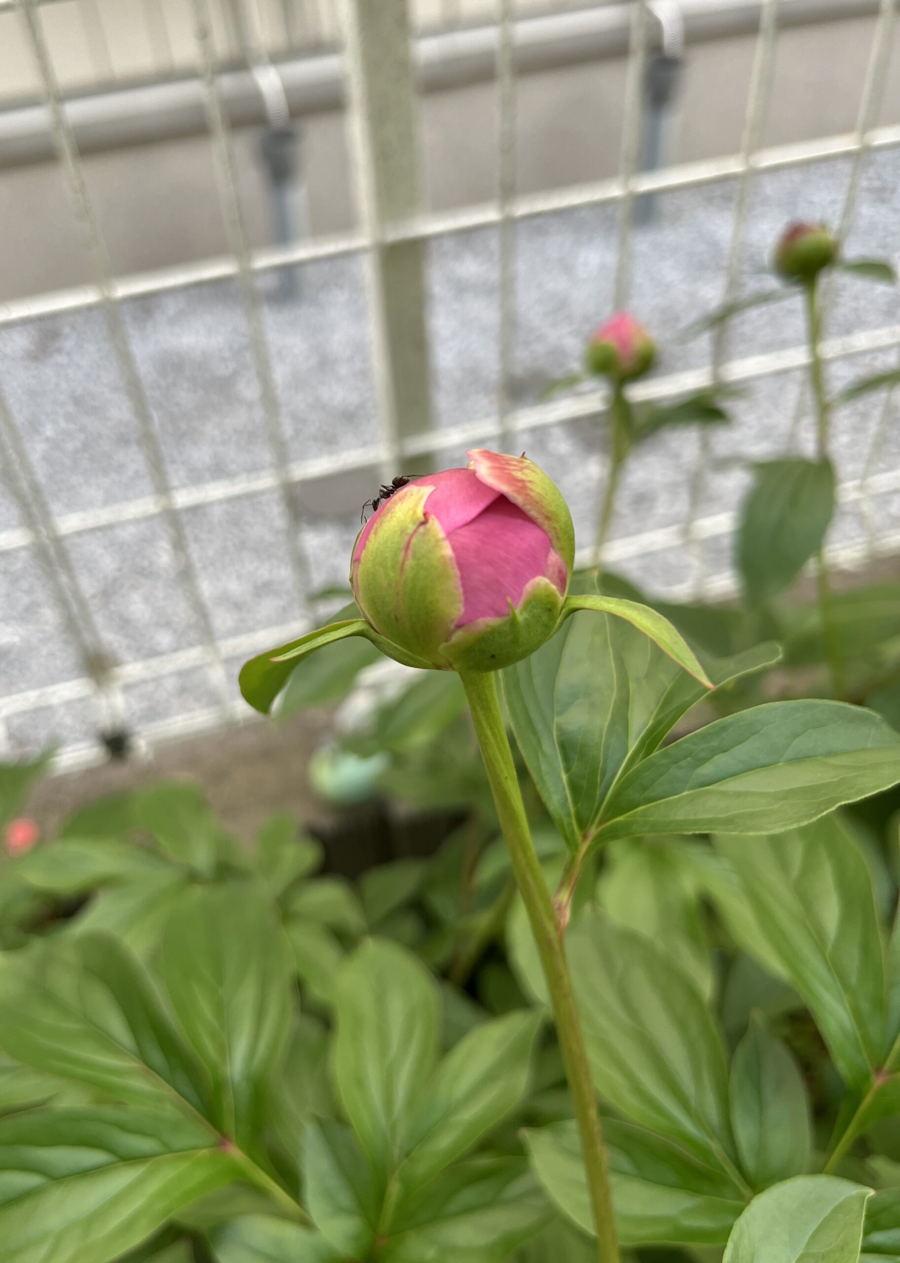 撮影：2026.4.26（日）