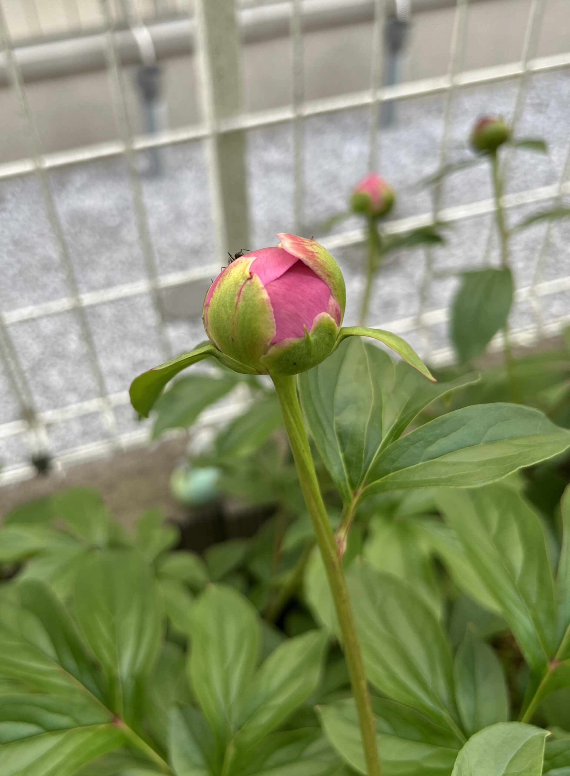 撮影：2026.4.26（日）