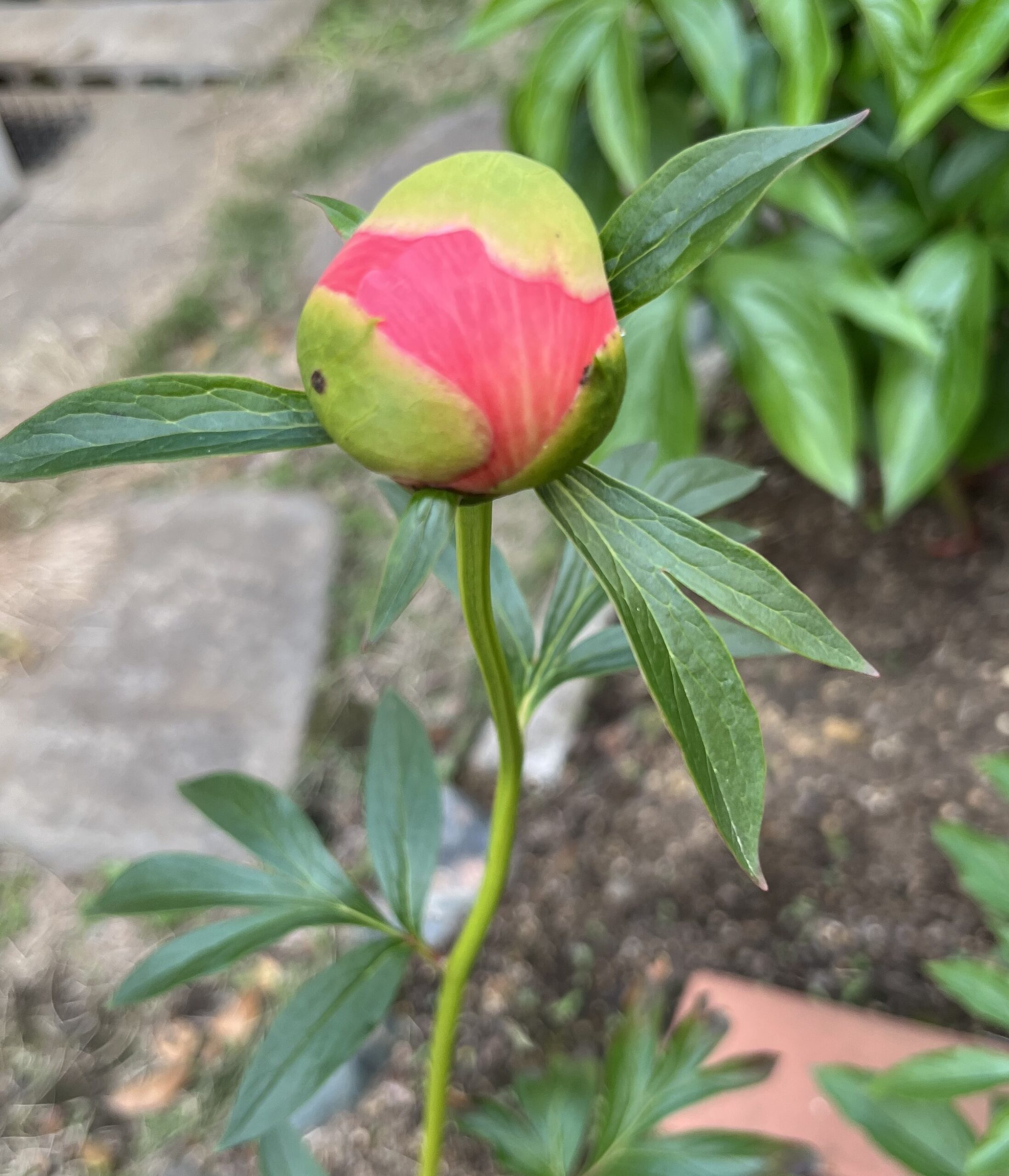 撮影：2026.4.26（日）