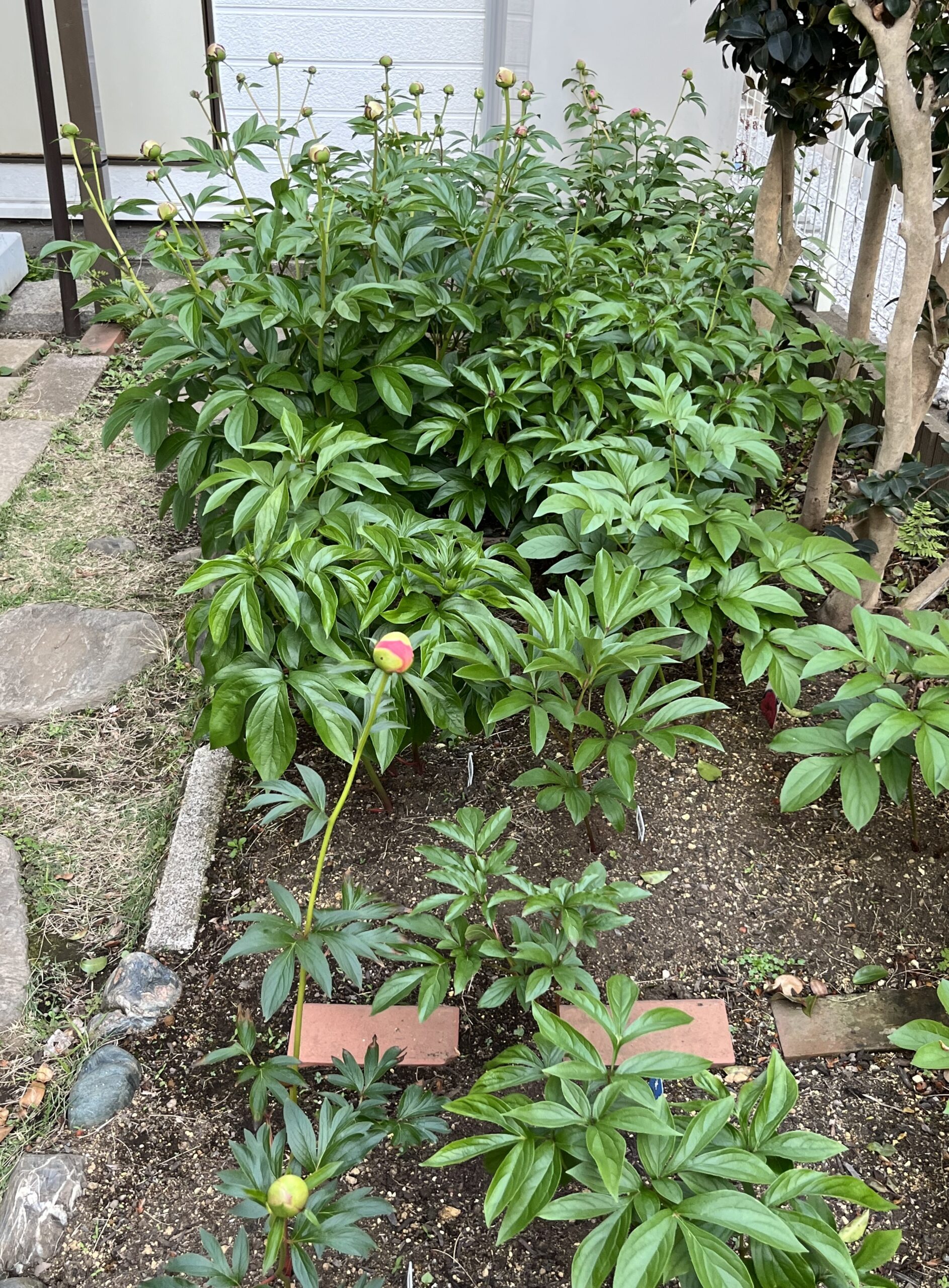 撮影：2026.4.26（日）