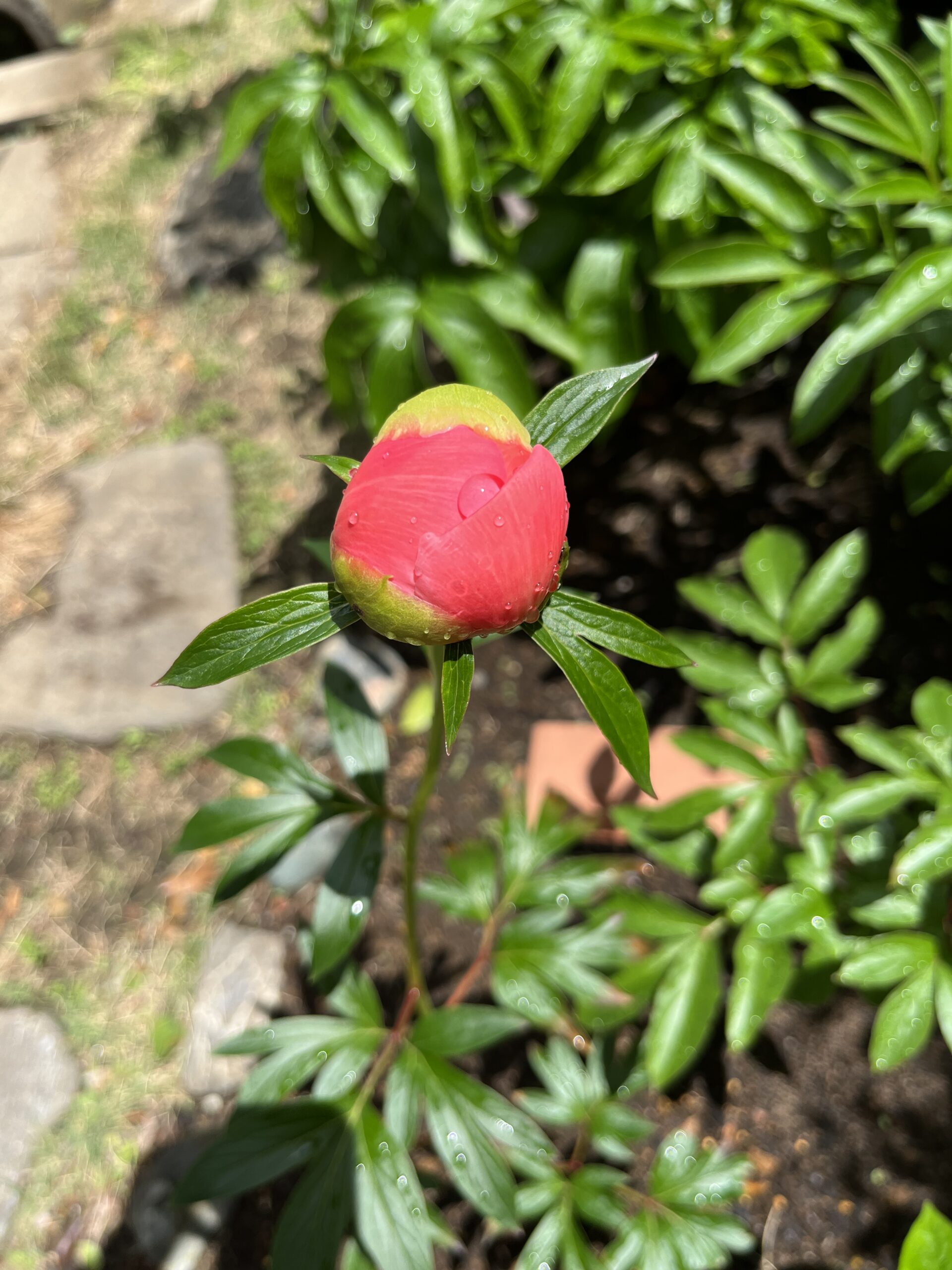 撮影：2026.4.27（月）10：45