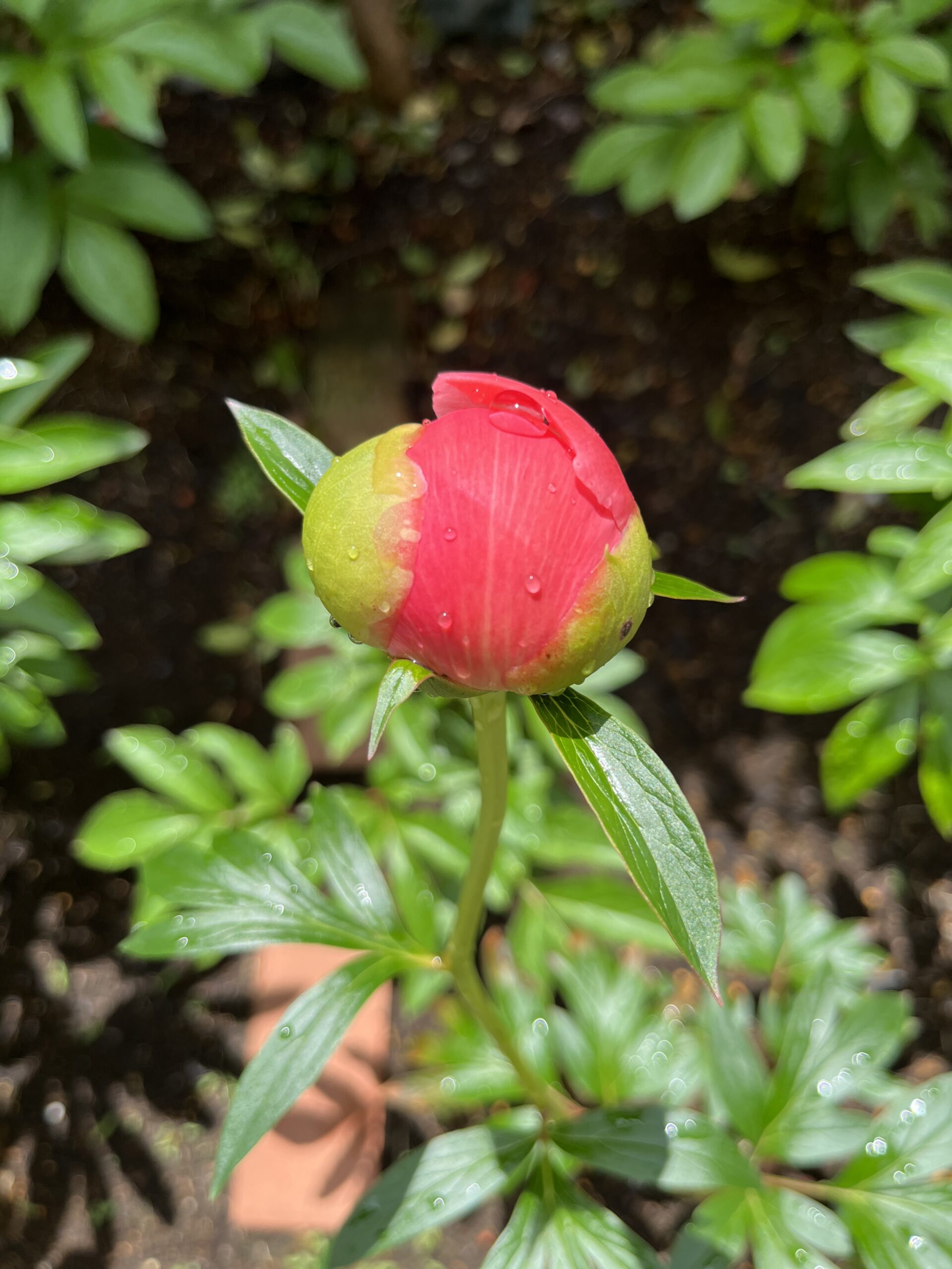 撮影：2026.4.27（月）10：45