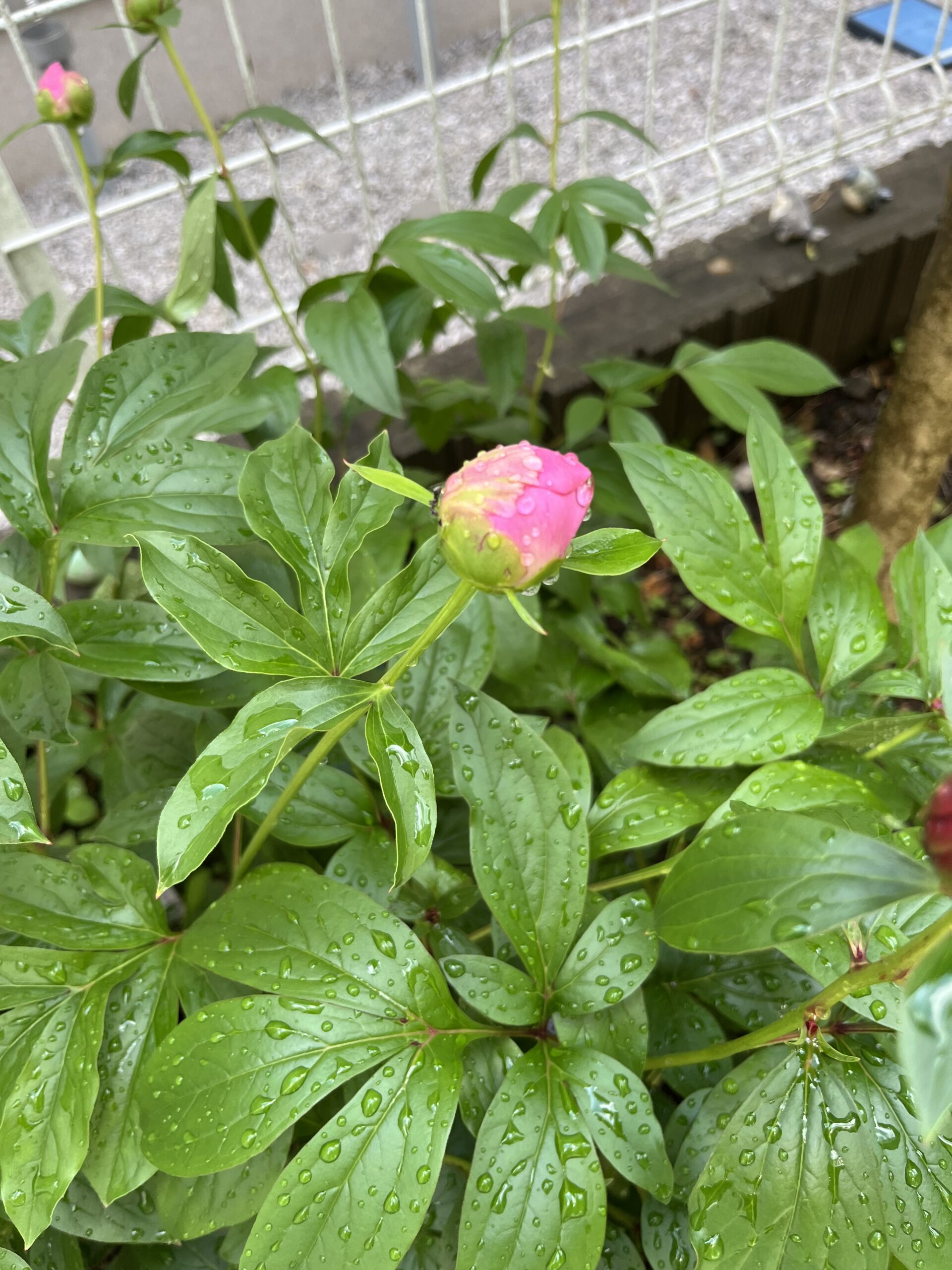 撮影：2026.4.27（月）