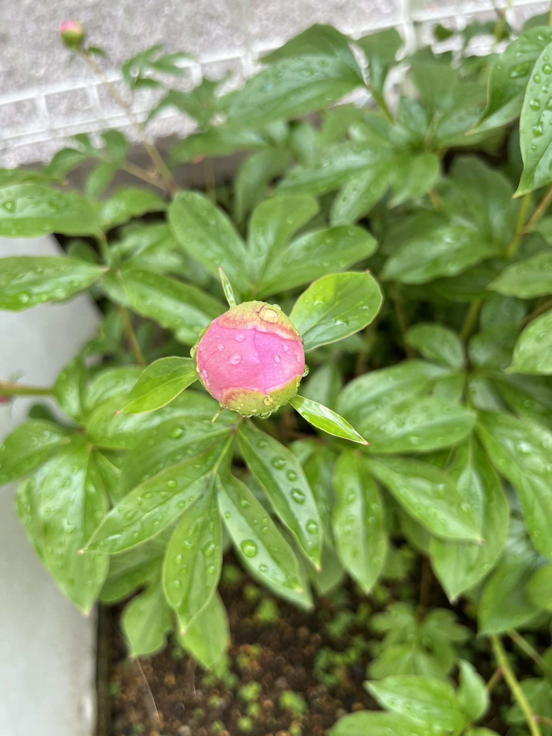 撮影：2026.4.27（月）