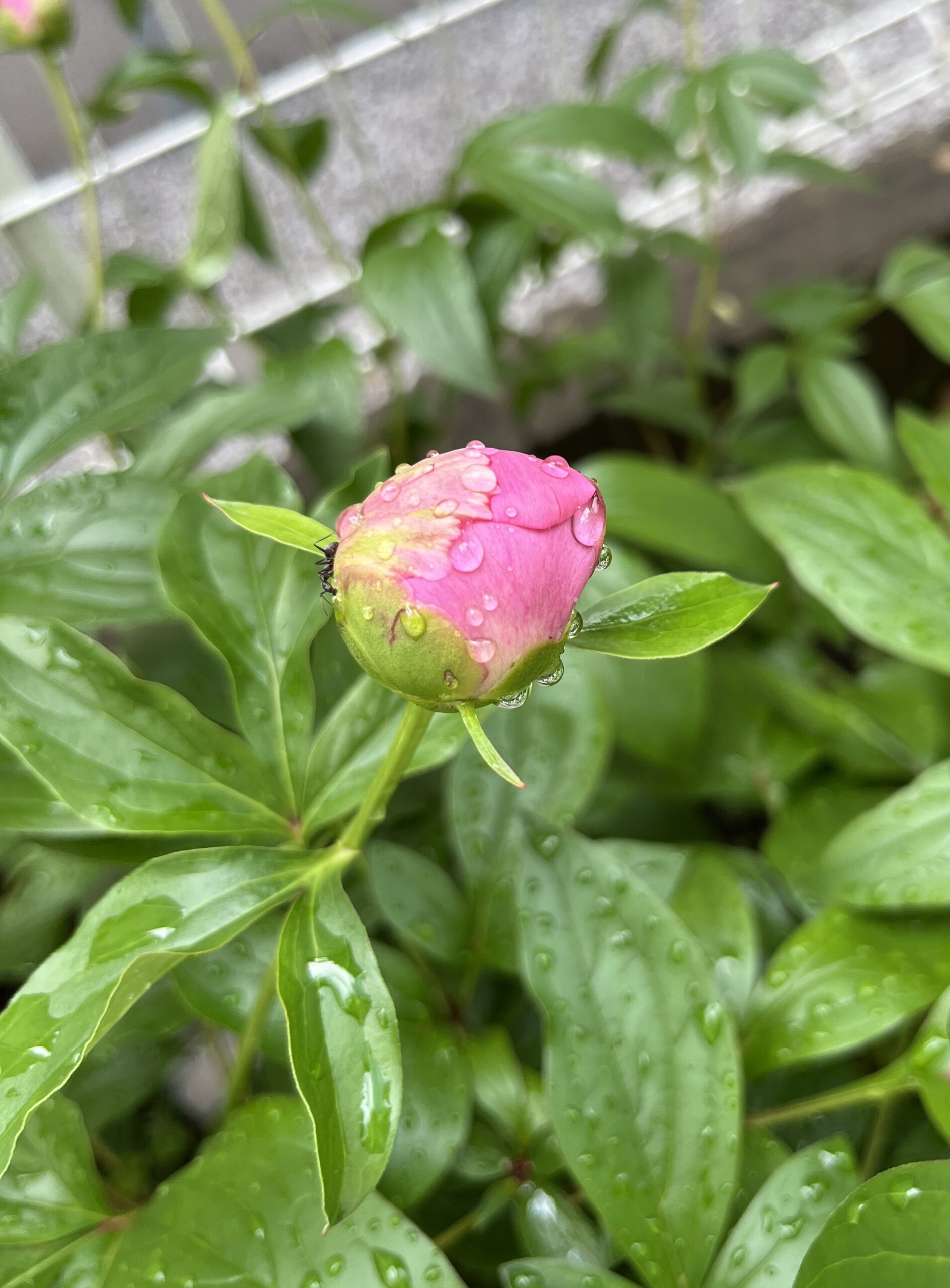 撮影：2026.4.27（月）