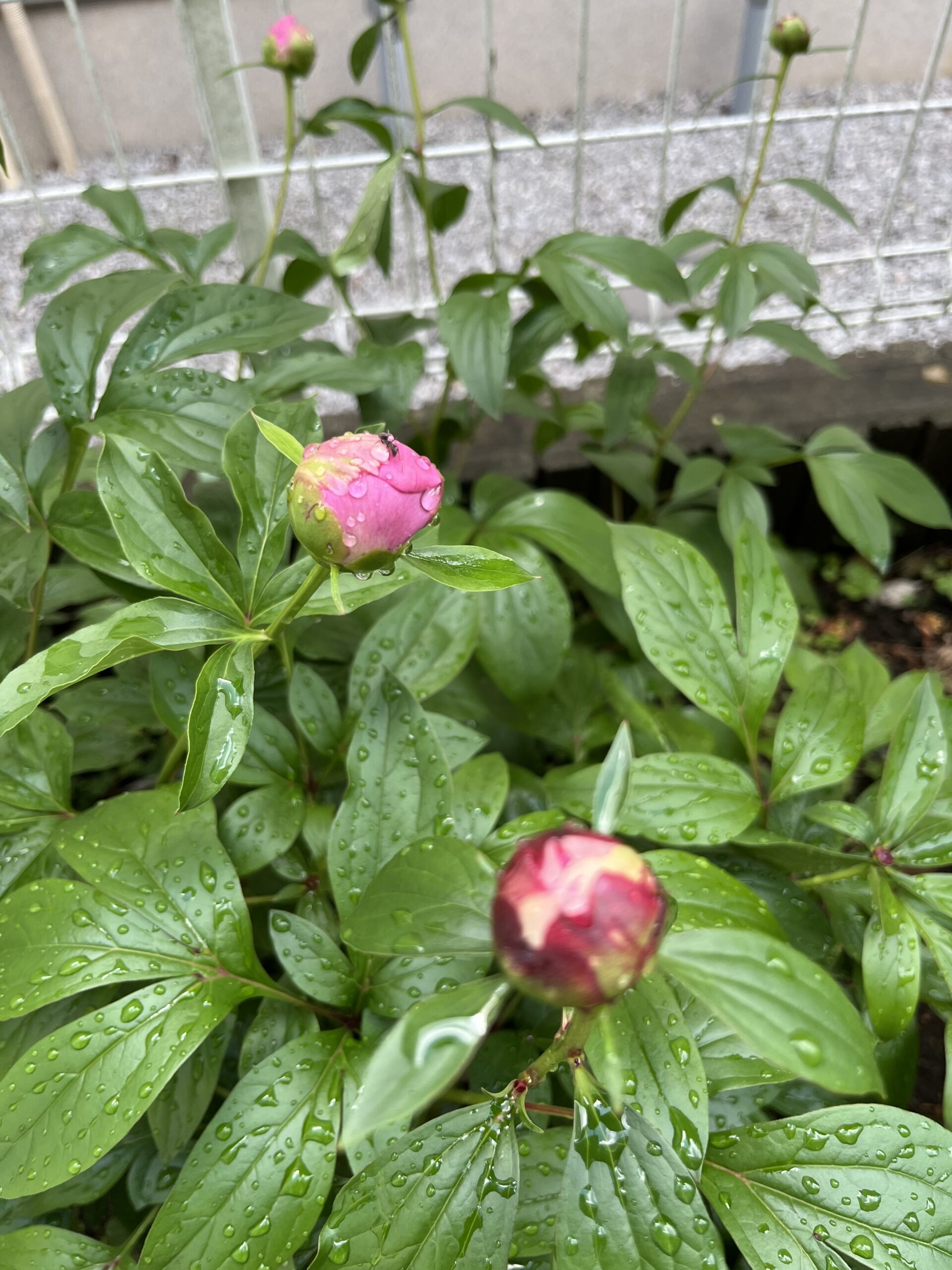 手前の蕾は「サラベルナール」である。撮影：2026.4.27（月）