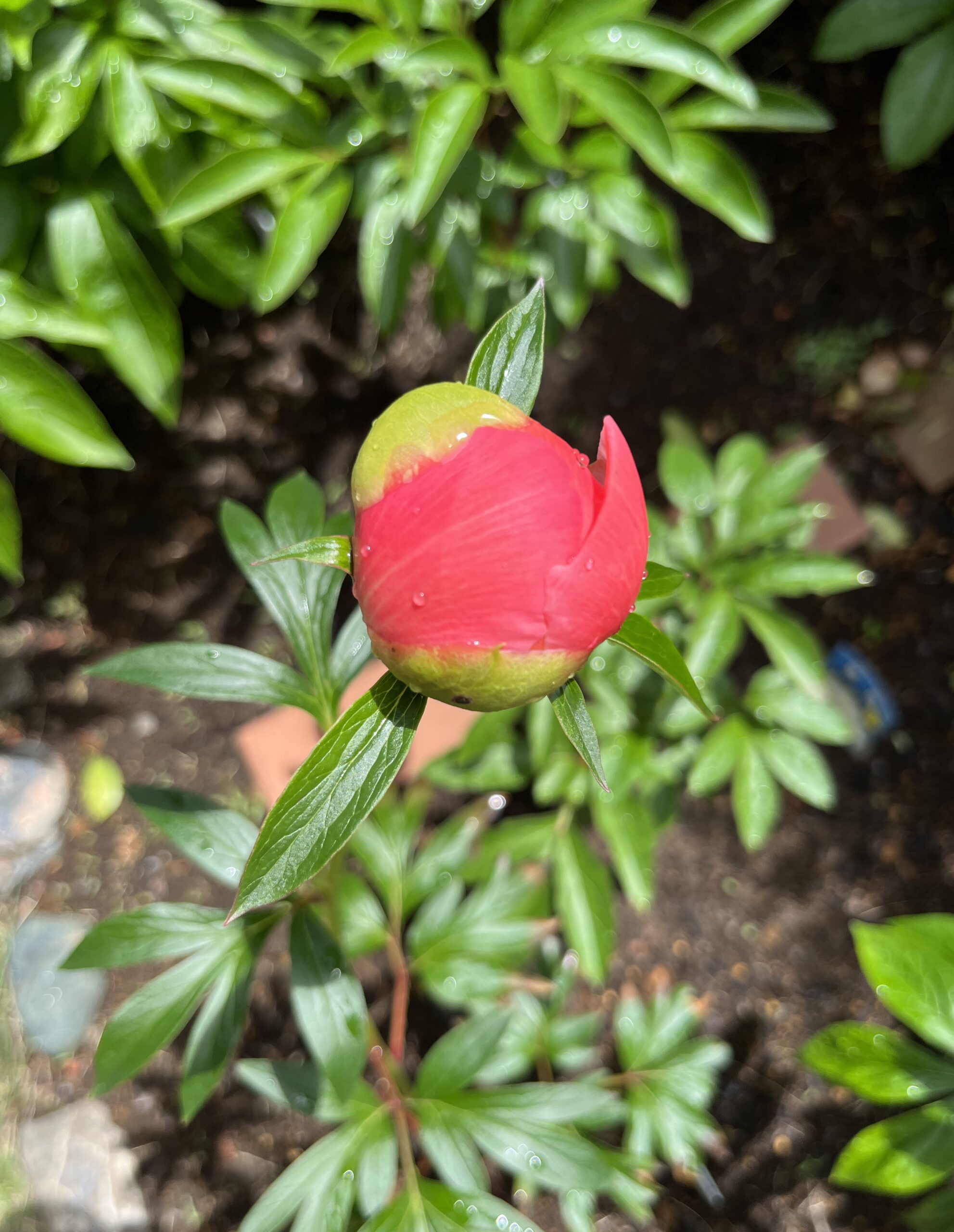 撮影：2026.4.27（月）10：53