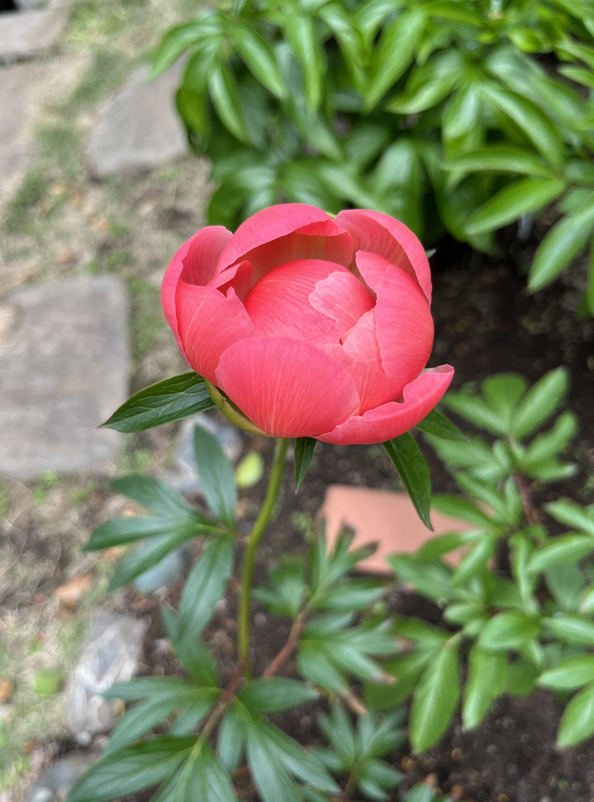 撮影：2026.4.27（月）12：46