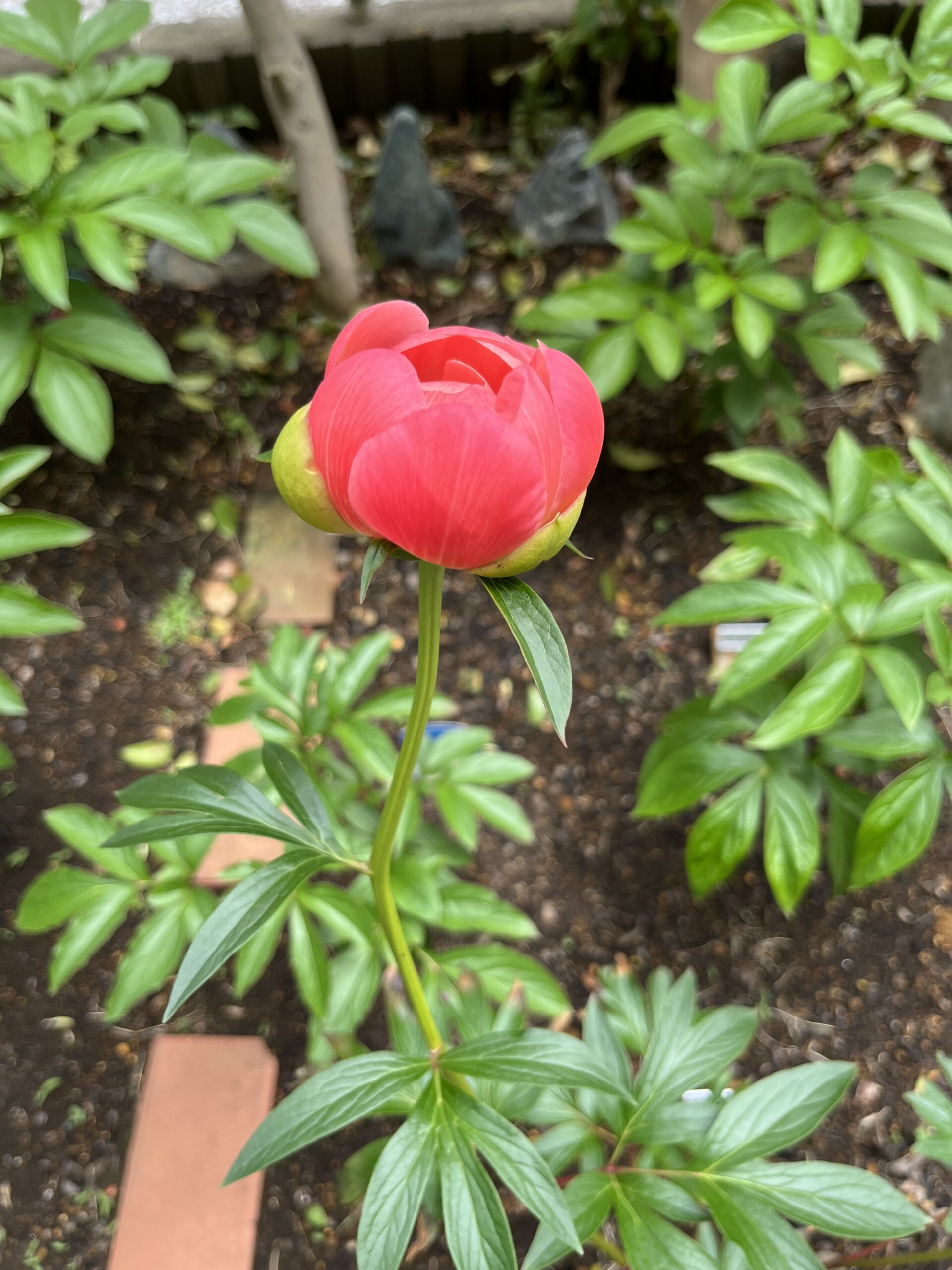 撮影：2026.4.27（月）12：49