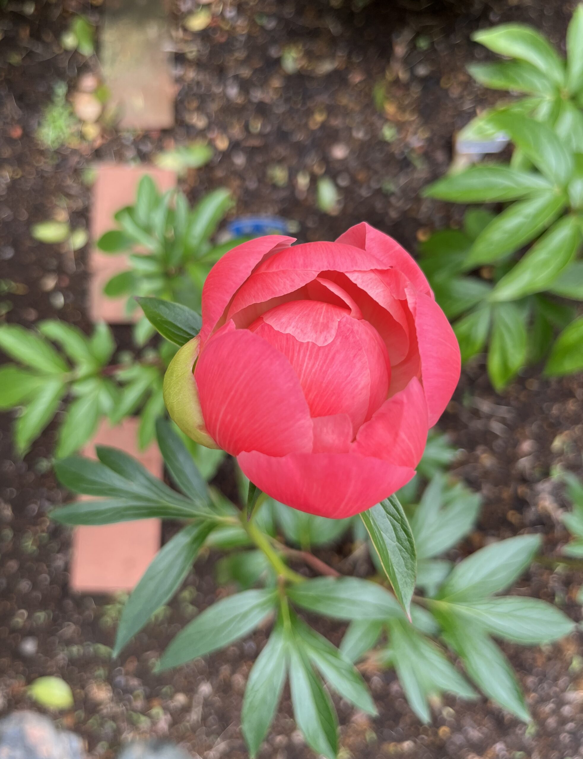 撮影：2026.4.27（月）12：49