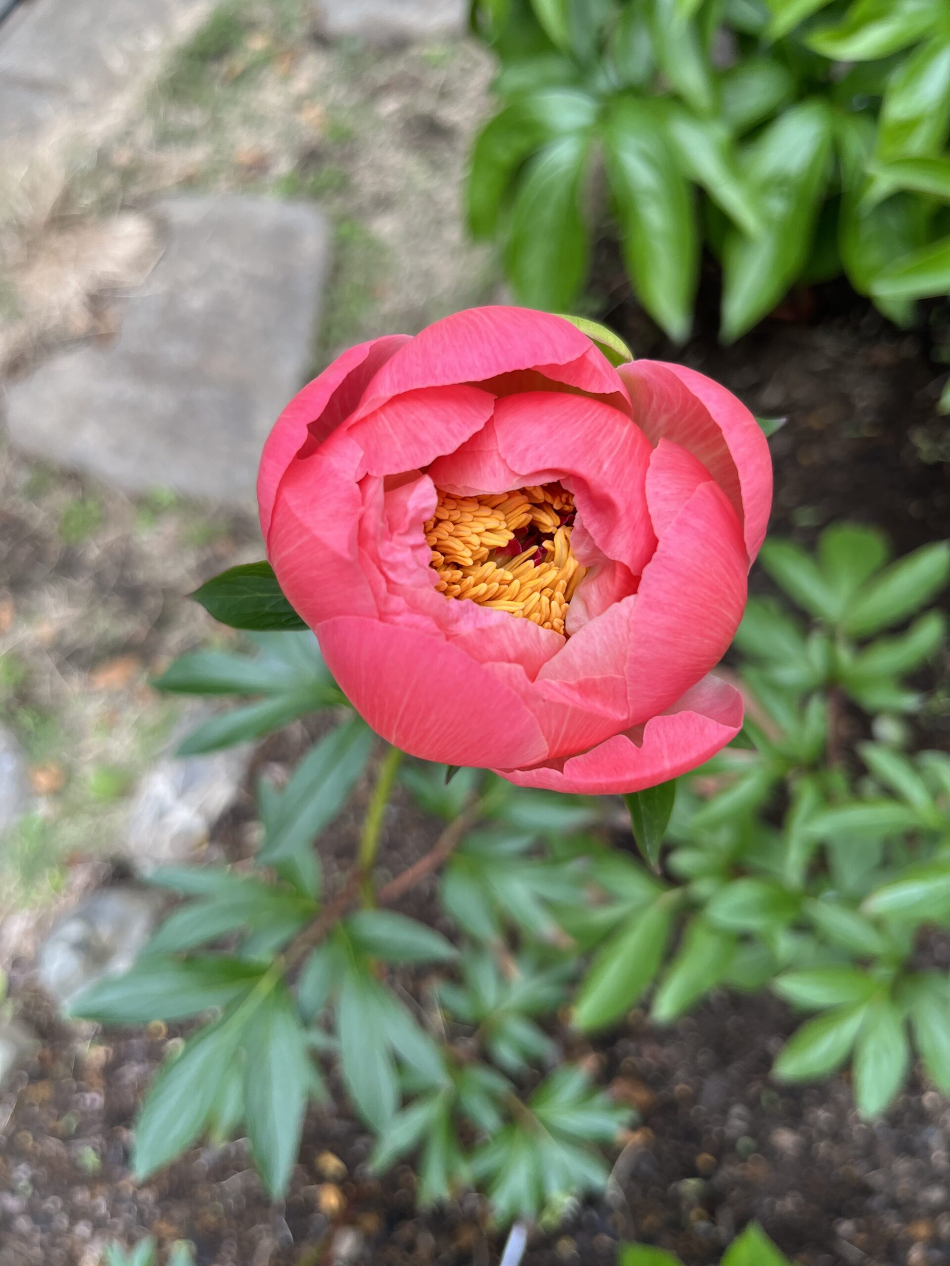 撮影：2026.4.27（月）13：05
