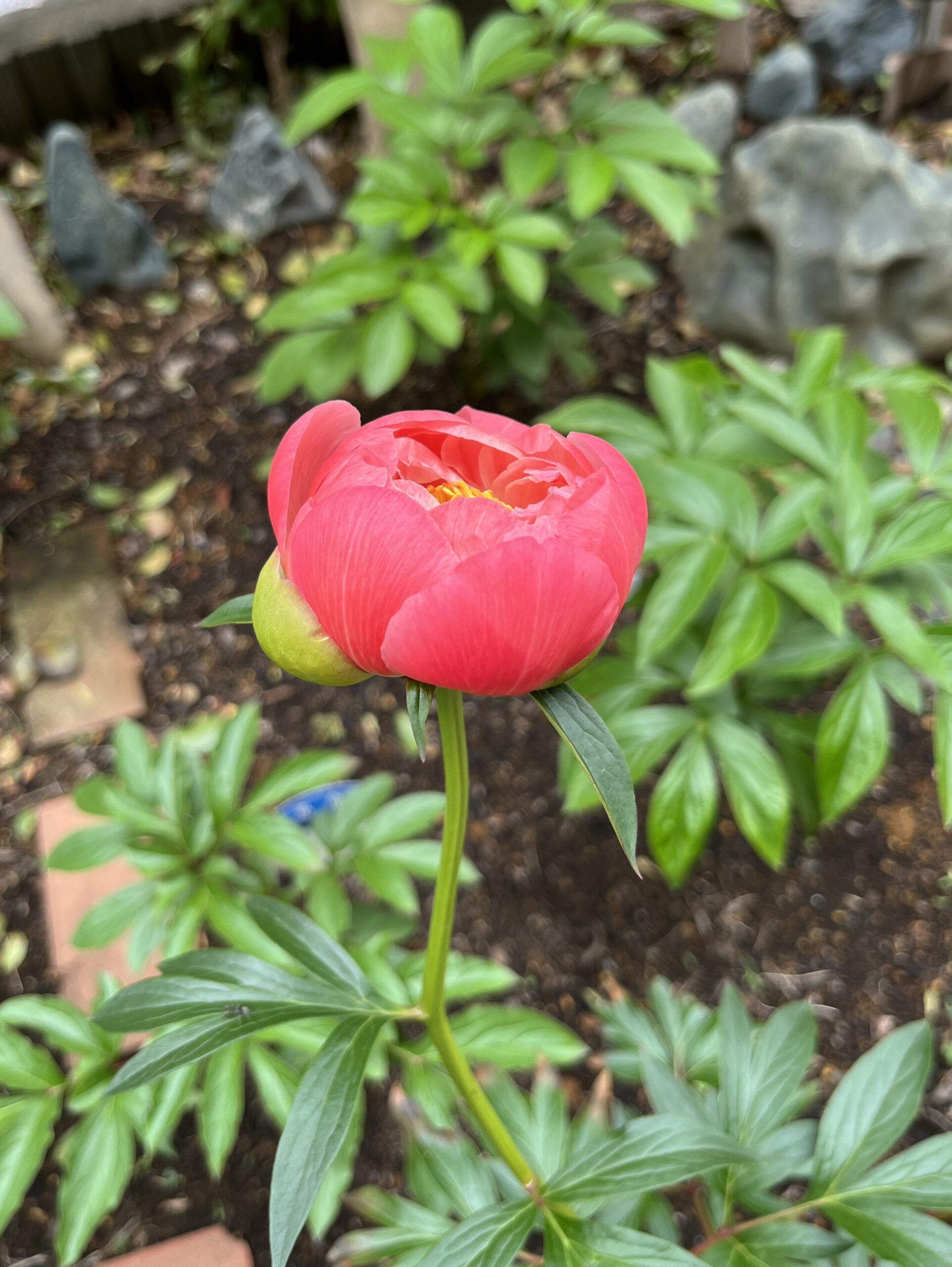 撮影：2026.4.27（月）13：43