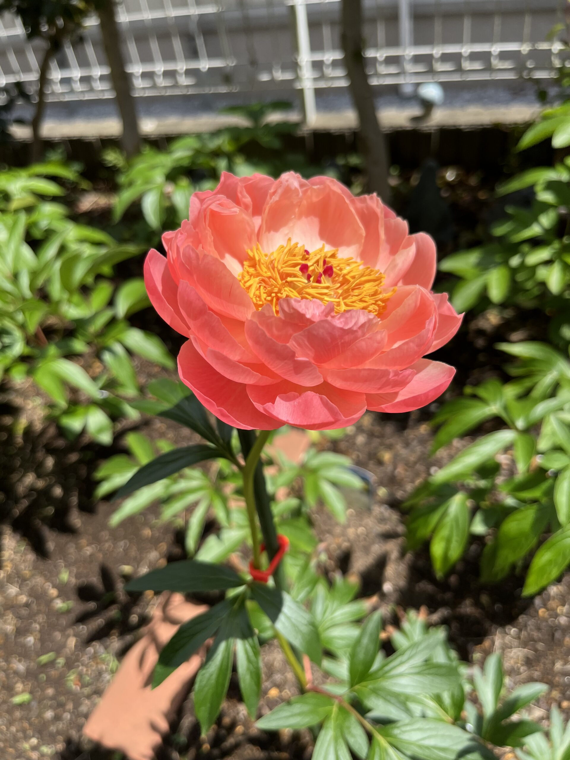 撮影：2026.4.28（火）12：42