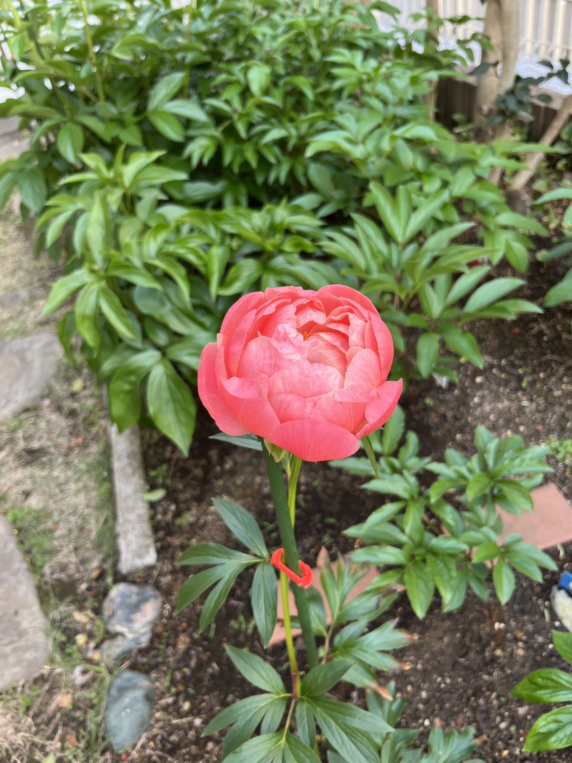 撮影：2026.4.28（火）17：11