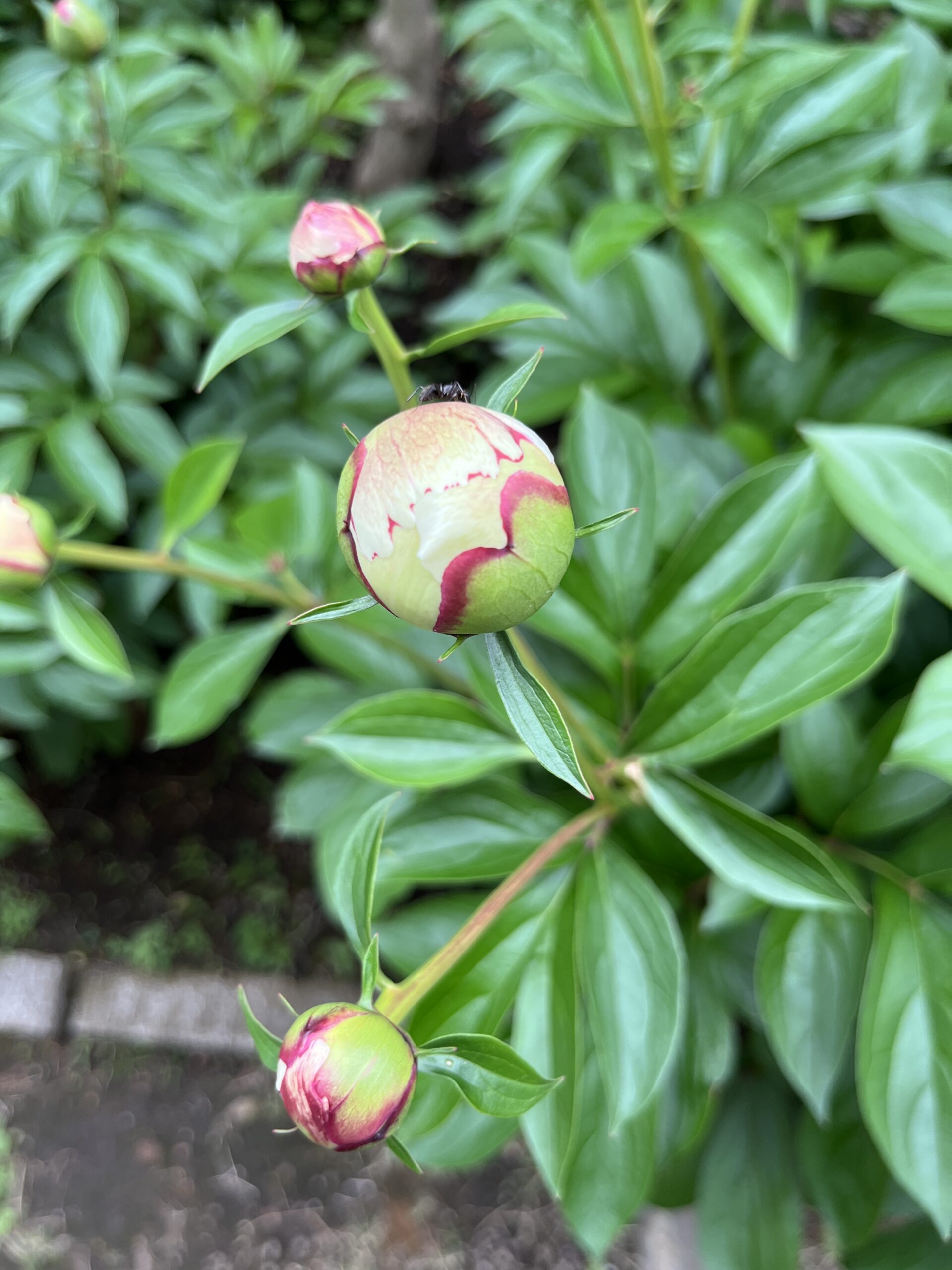 撮影：2026.4.29（水・祝）