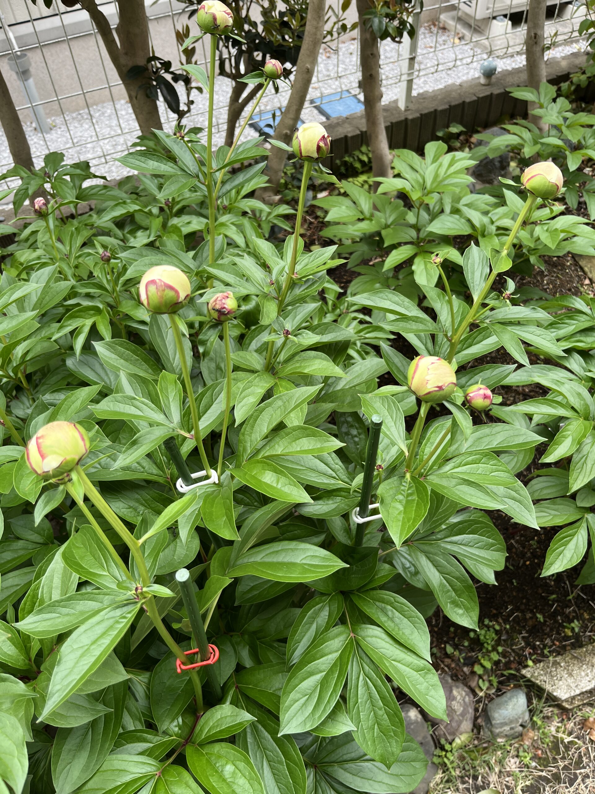 撮影：2026.4.29（水・祝）