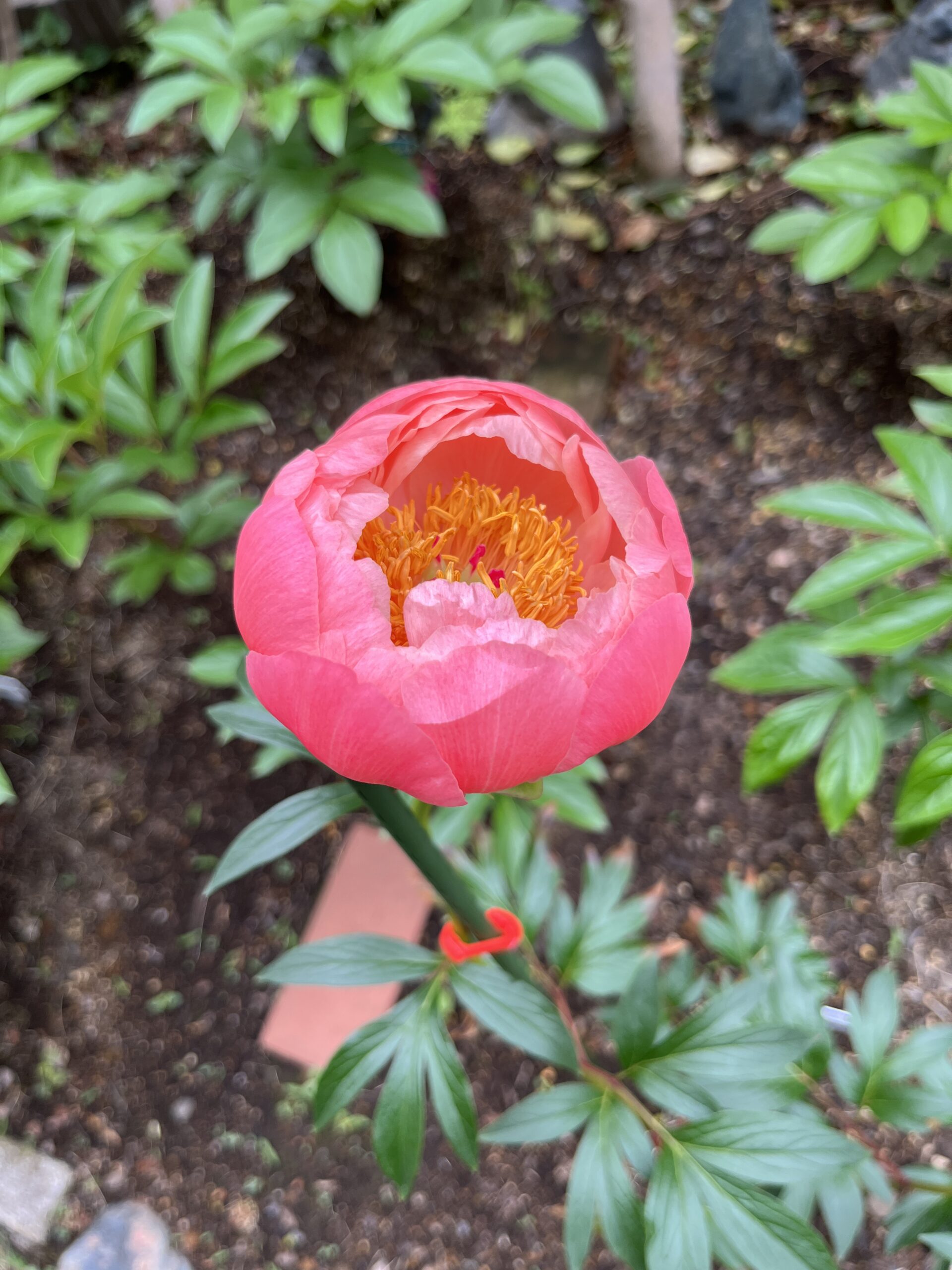 撮影：2026.4.29（水・祝）10：11