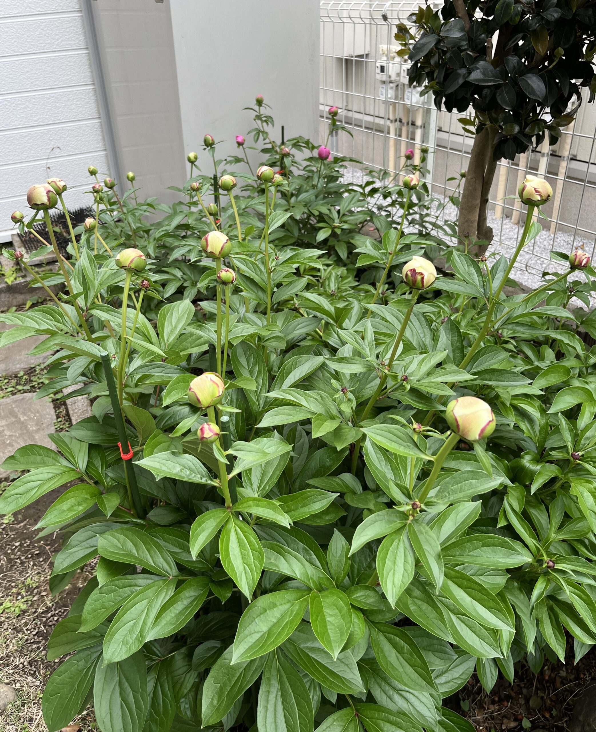 撮影：2026.4.29（水・祝）