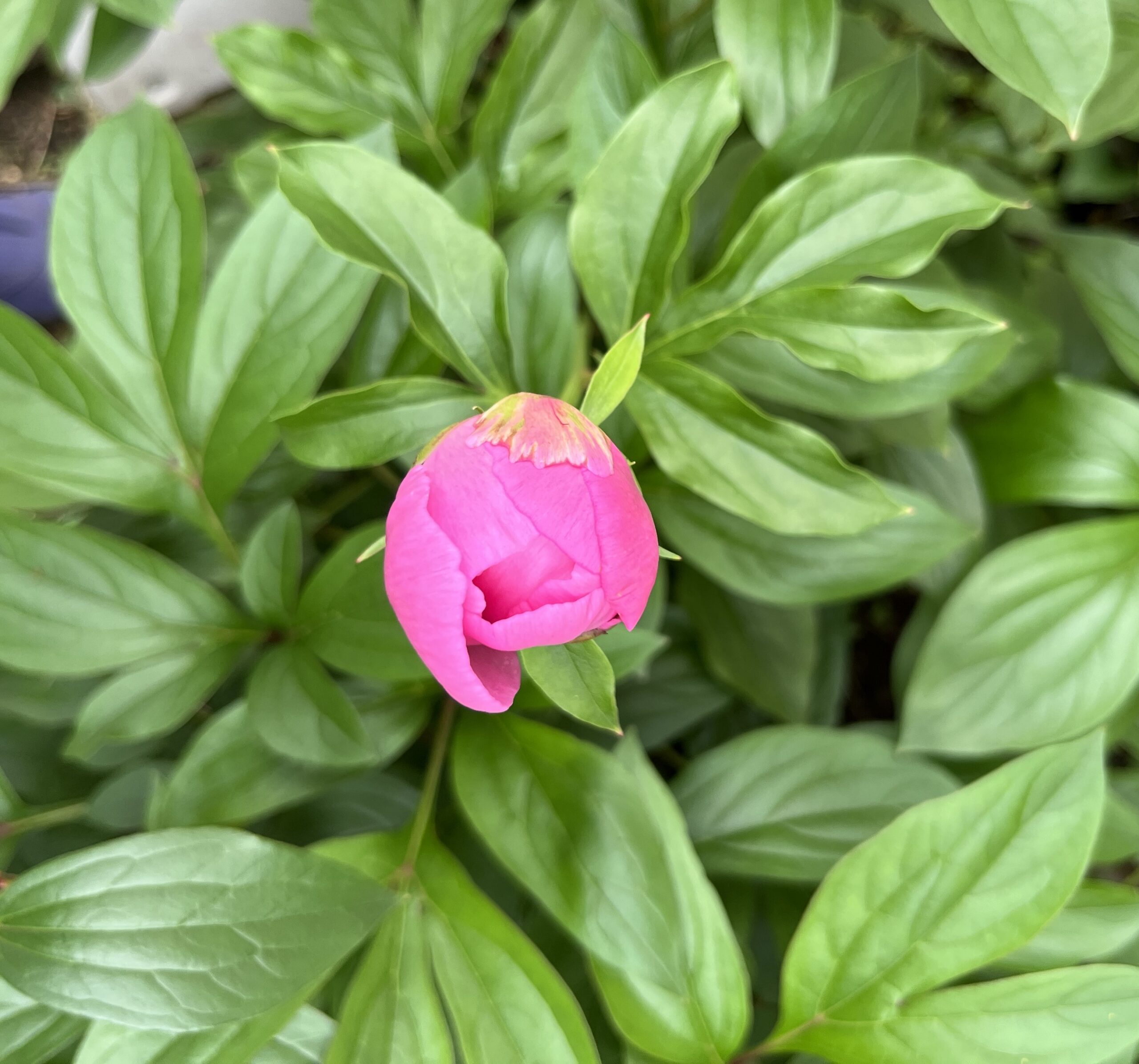 撮影：2026.4.29（水・祝）10：12