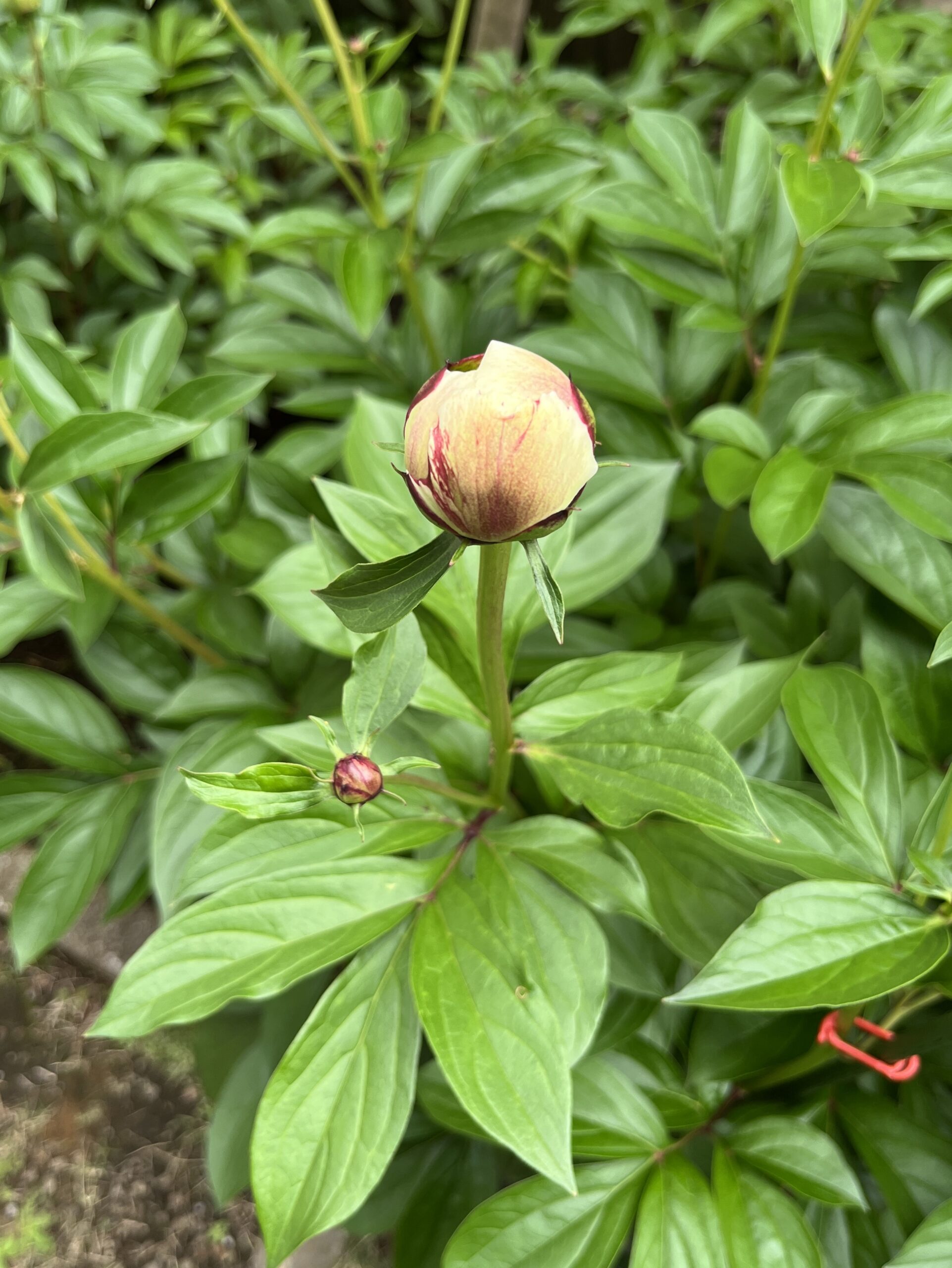 撮影：2026.4.29（水・祝）