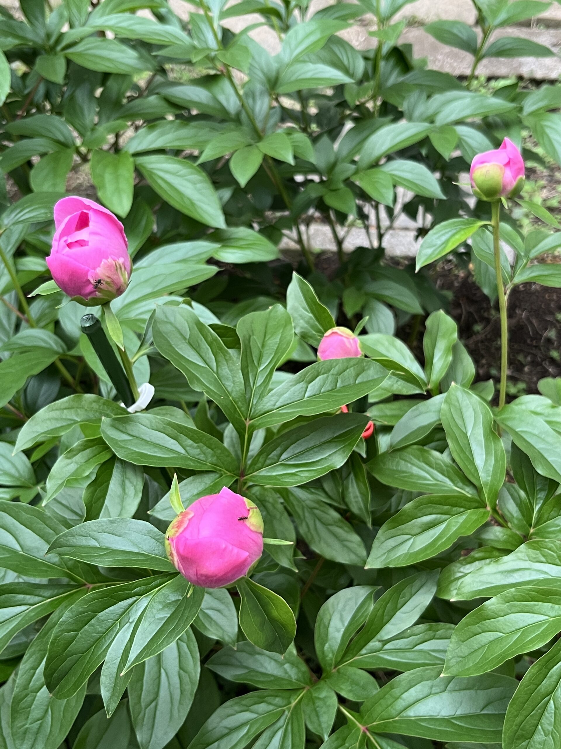 撮影：2026.4.29（水・祝）16：09