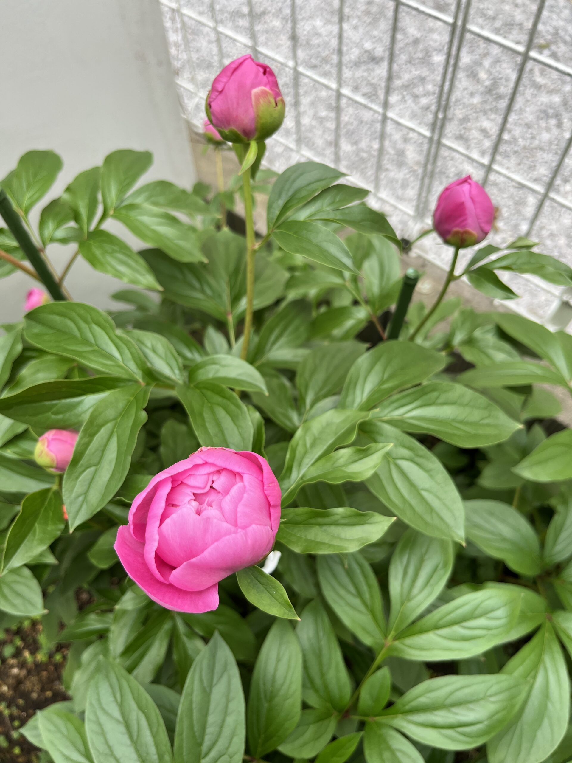 撮影：2026.430（木）