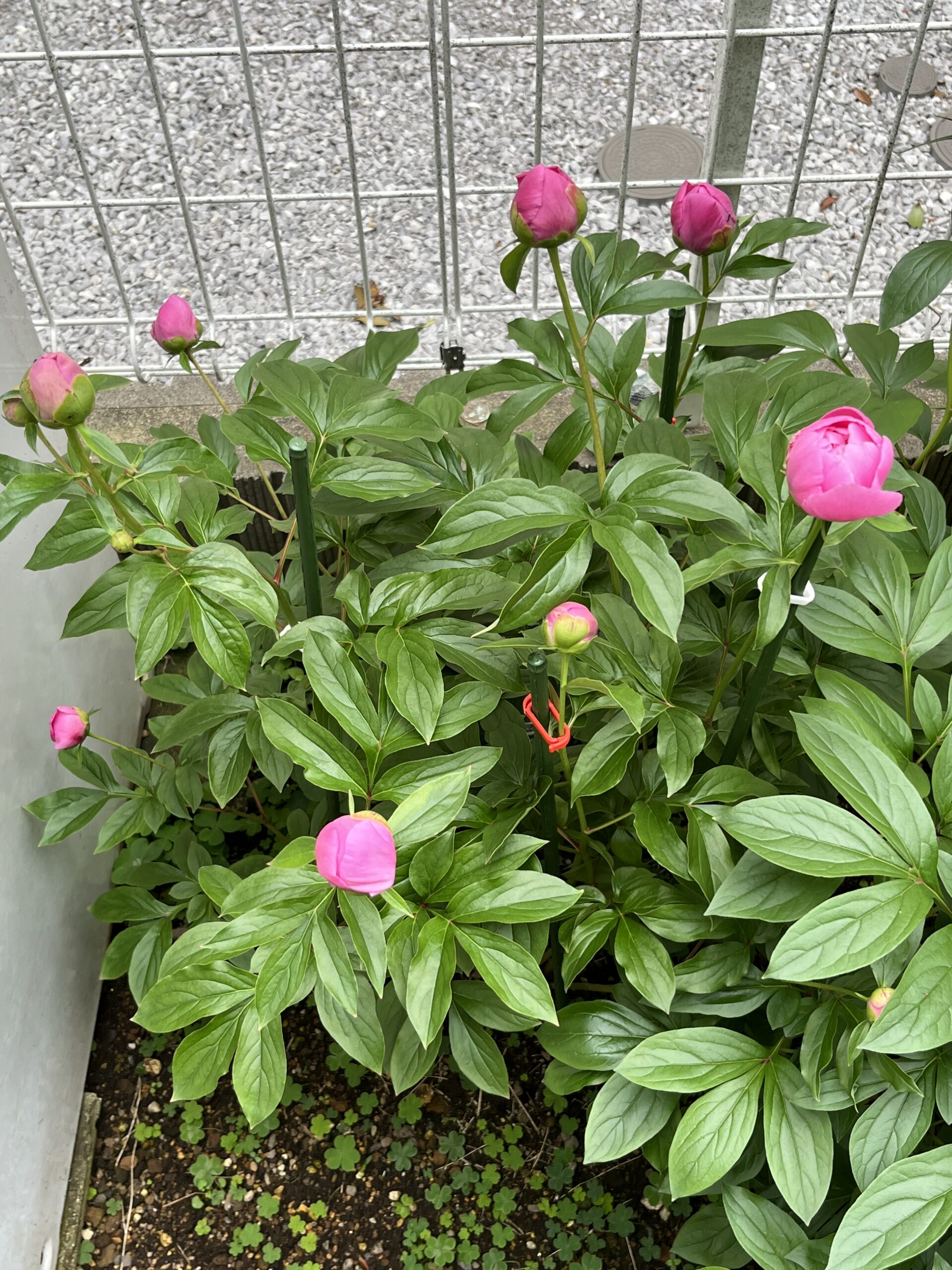 撮影：2026.430（木）