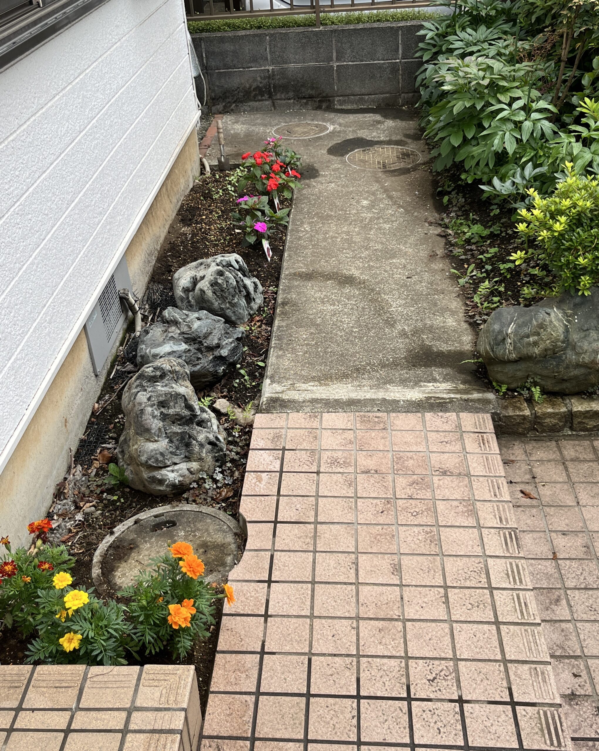 マリーゴールドがどれだけ狭いところに植え付けられているか、分かってもらえるでしょう？撮影：2026.6.24（水）