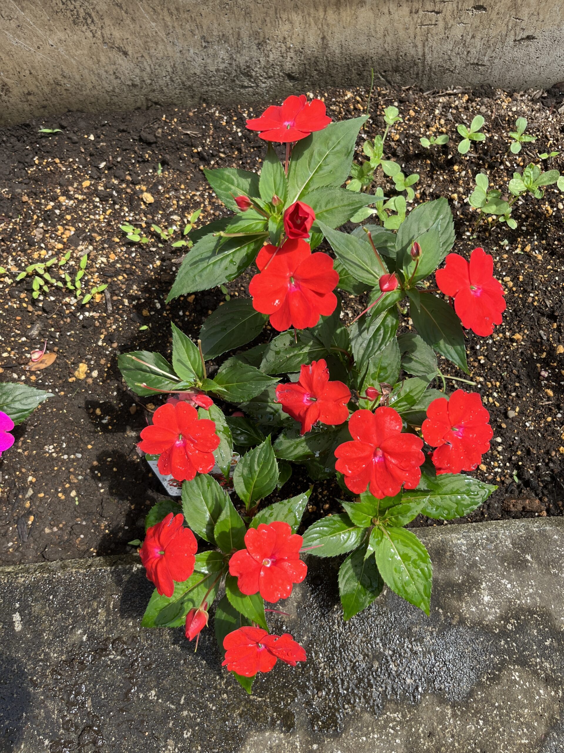 この赤（スカーレット）のサンパチェンスは、購入した時よりもたくさんの花が咲いてくれている。ドンドン増えてくる感じだ。