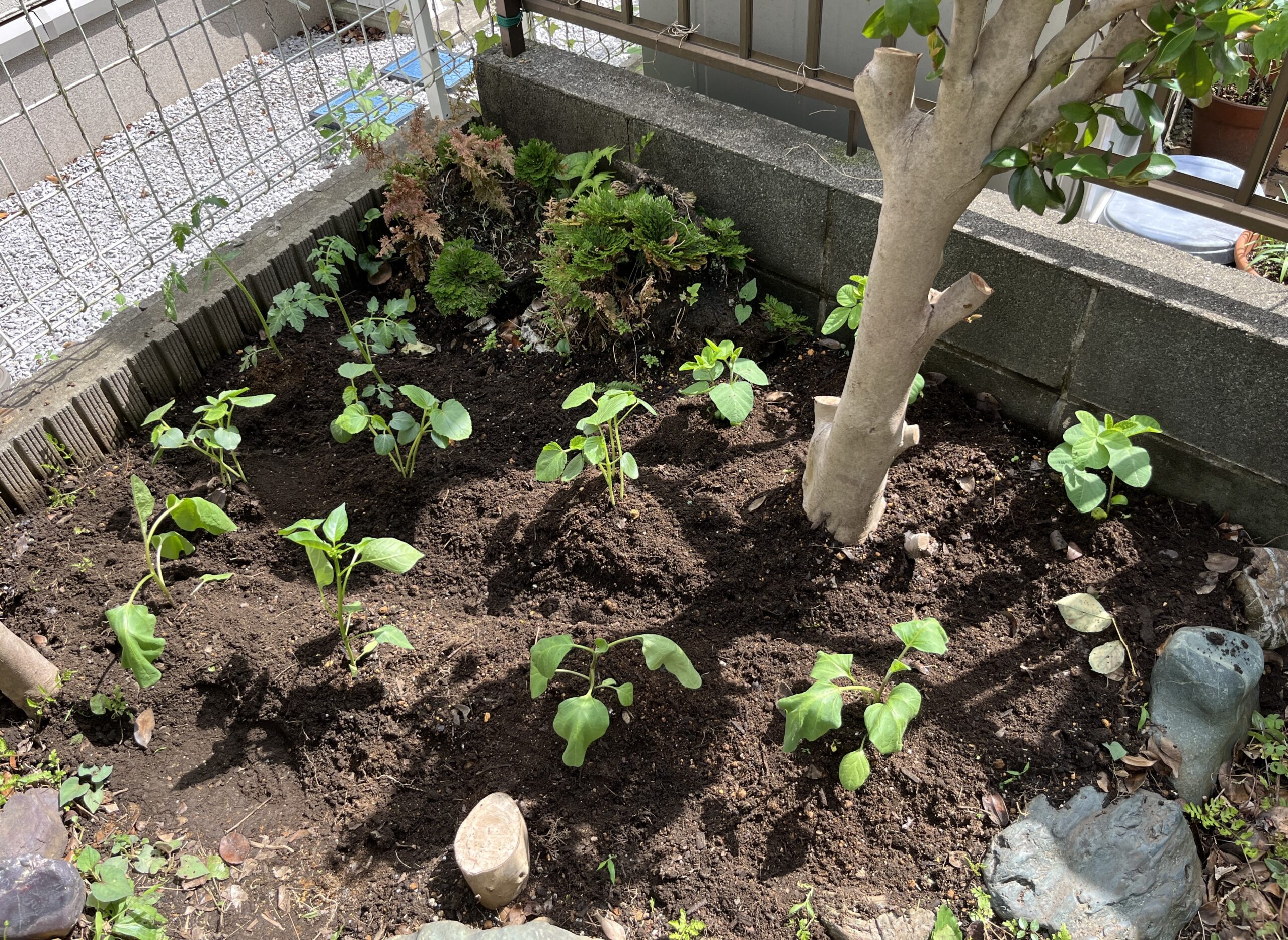 植え付けた直後の写真①