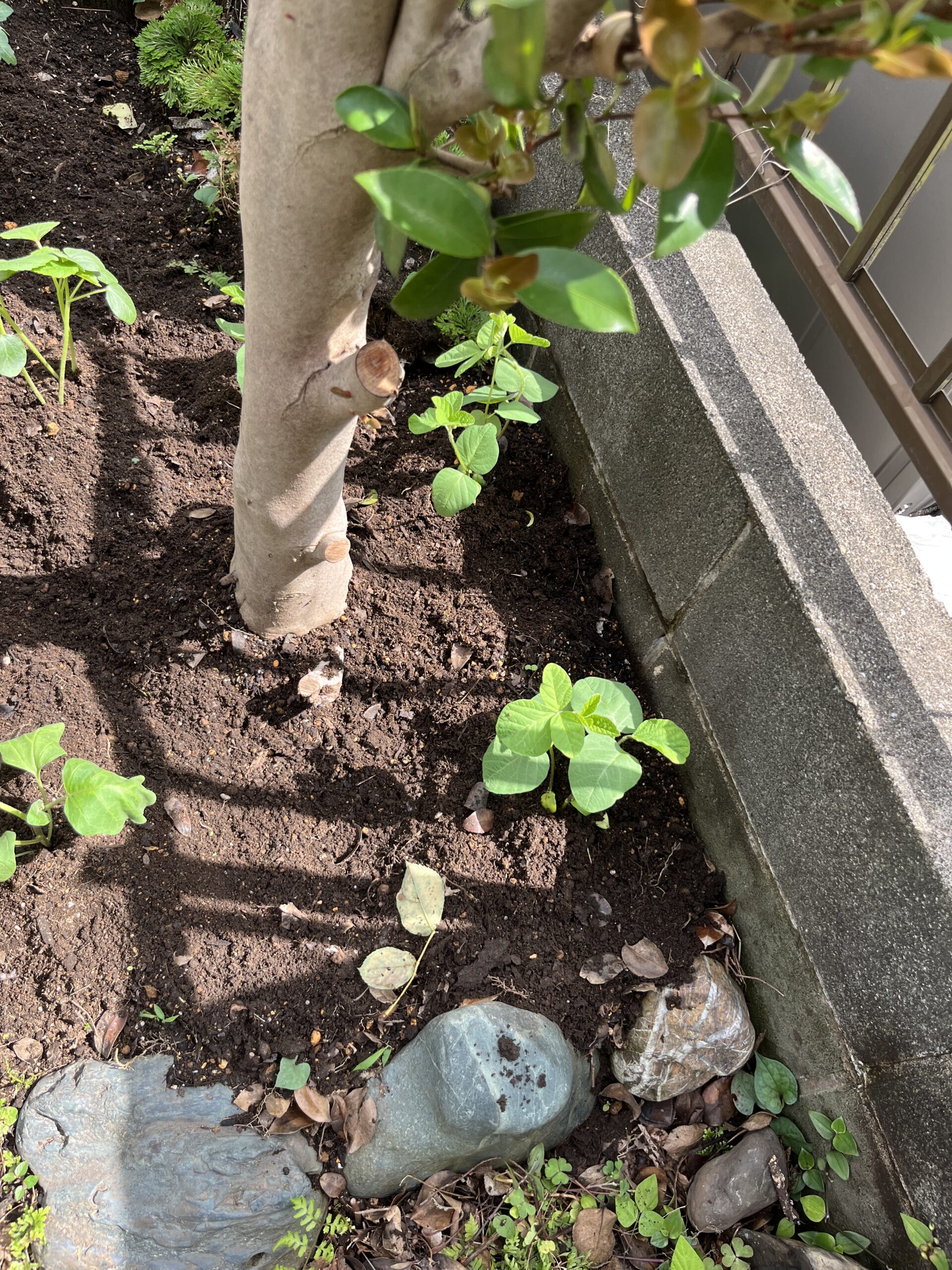 植え付けた直後の写真③　こちらがエダマメだ。