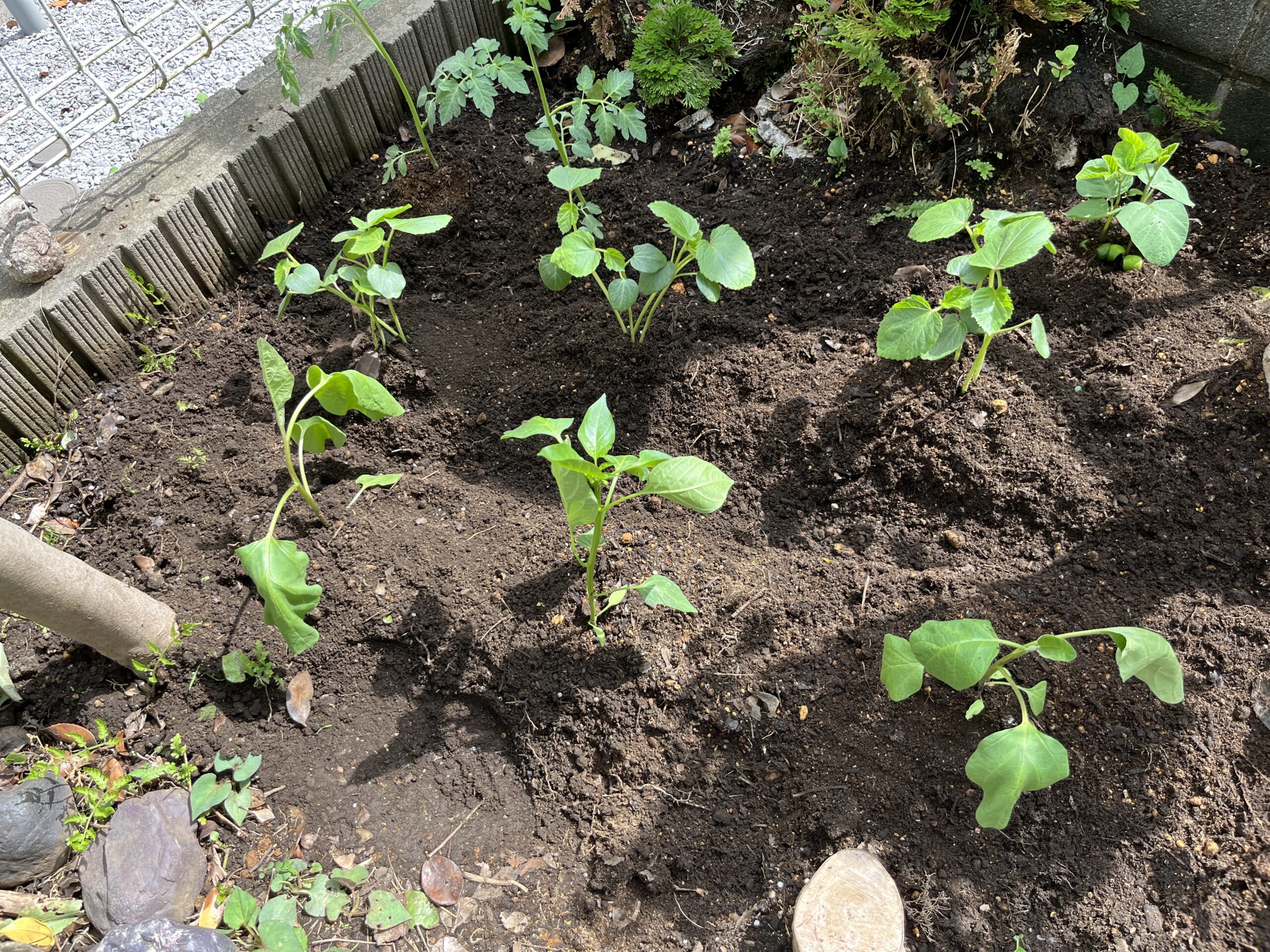 植え付けた直後の写真⑤　手前がナスとピーマン。その奥にオクラが３株。奥の左側にはミニトマトが２株。