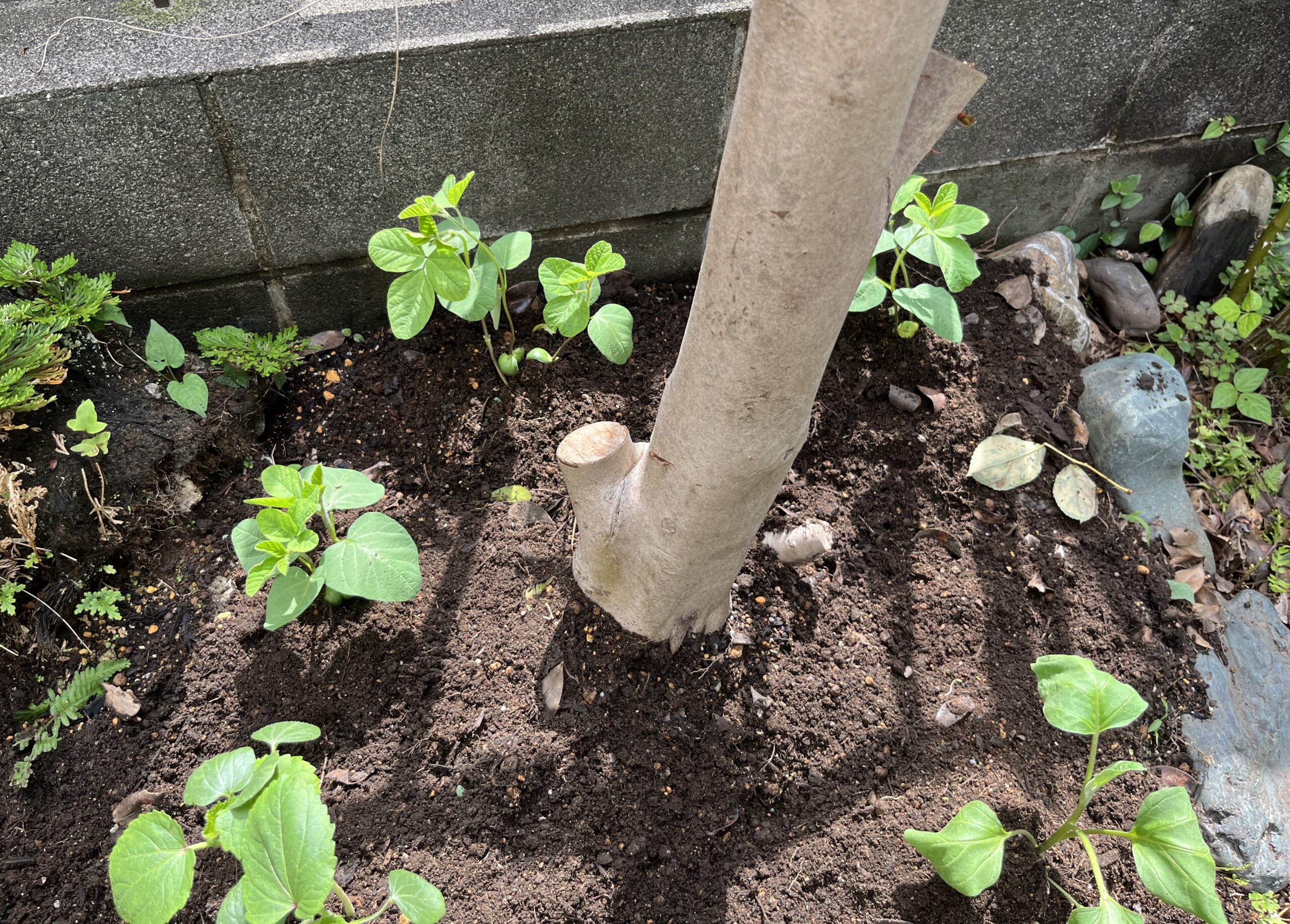 植え付けた直後の写真⑥